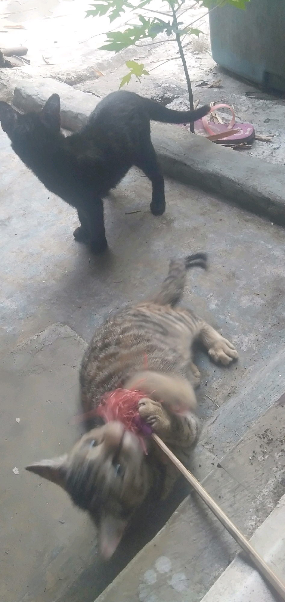 In Plemahan, Indonesia, two cats are observed in an outdoor setting, likely a yard or patio. In the foreground, a tabby cat lies on its back, actively playing with a toy that appears to be a stick with a red feather attachment. The tabby cat is blurred due to its movement. In the background, a black cat stands with its tail raised, looking away from the tabby cat. The ground is concrete, with some debris and leaves scattered around. A small plant with green leaves grows near a large blue container in the background. A pink flip-flop is visible near the plant. The lighting suggests it is daytime.