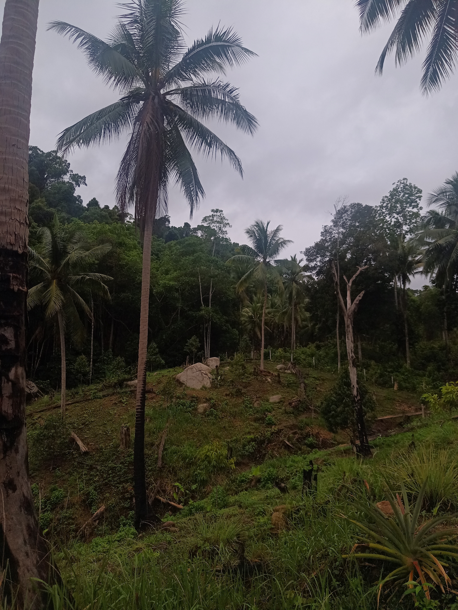 The image depicts a tropical landscape in Baan Thong Nang, Thailand. The foreground is dominated by dense green vegetation, including tall grasses and a large pineapple plant. Several trees, including coconut palms of varying heights, are scattered throughout the scene. Some of the tree trunks show signs of charring. The ground slopes uphill, leading to a forested area in the background. A few large boulders are visible on the hillside. The sky is overcast, suggesting cloudy weather. There are no people visible in the image.