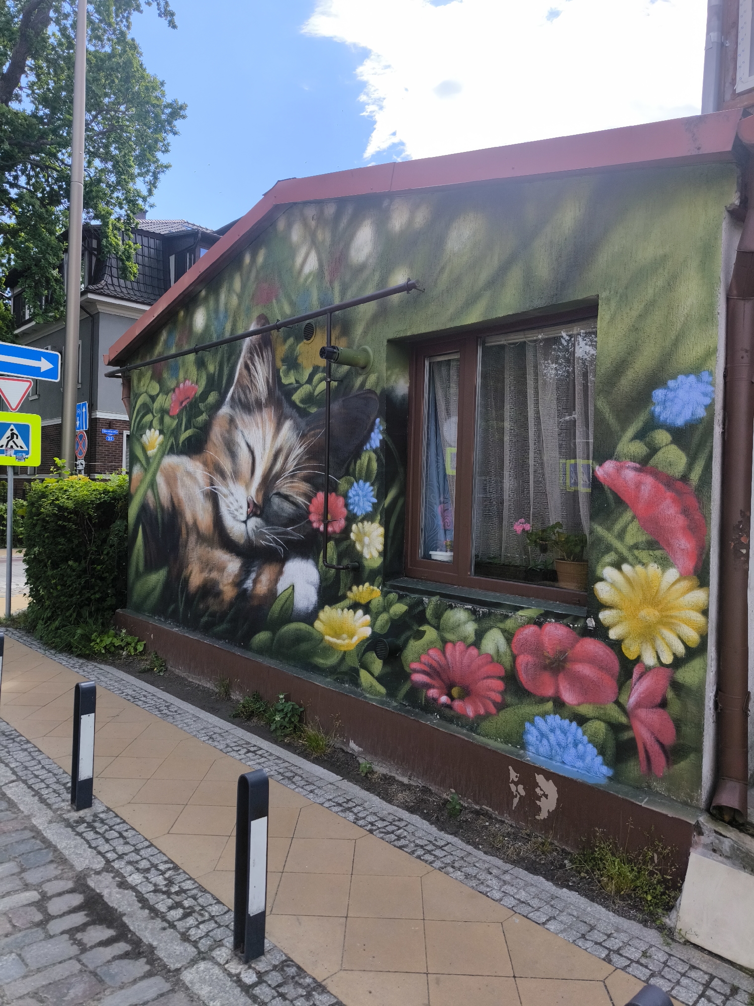 This image depicts a single-story building located at Baltiyskaya 3A in Zelenogradsk, Russia, featuring a large mural on its facade. The building's exterior wall is painted green, serving as the background for a vibrant mural.
The central subject of the mural is a sleeping tabby cat, depicted with closed eyes and light brown, white, and dark fur details, nestled amongst green foliage. Surrounding the cat and extending across the wall are numerous colorful flowers, including red, pink, yellow, and blue blooms. A brown-framed rectangular window is integrated into the mural on the right side of the wall, featuring white curtains and a potted pink flowering plant on the sill. A brown downspout runs vertically along the far right edge of the building, and some dark piping or conduit is visible horizontally above the cat mural and near the window. The top edge of the building has a reddish-brown sloped roofline, showing some signs of weathering and discoloration. The base of the wall is painted a darker brown, with some peeling paint visible near the bottom right.
In the foreground, a paved sidewalk composed of light brown square tiles extends diagonally across the bottom of the image. It is bordered by a strip of grey cobblestones. Two black, U-shaped bollards with white reflective strips are evenly spaced on the sidewalk. To the left of the sidewalk, a darker cobblestone street is visible.
On the left side of the scene, a tall, slender light pole rises vertically. Below it, a well-maintained green hedge runs parallel to the sidewalk. Several road signs are affixed to a pole or structure behind the hedge: a blue rectangular sign with a white arrow pointing right (one-way street), a white triangular sign with a red border and a black pedestrian crossing symbol, a yellow square sign with a black pedestrian crossing symbol, a blue rectangular sign with two white arrows indicating two-way traffic, a red circular 'no entry' sign, and a smaller blue sign with "BALTIYSKAYA 3A" written in white.
Behind the hedge and signs, part of another building with a dark grey sloped roof and dormer windows is visible, partially obscured by a large green-leafed tree that occupies the upper left corner of the frame. The sky above is bright blue with scattered white clouds. No people are visible in the scene.