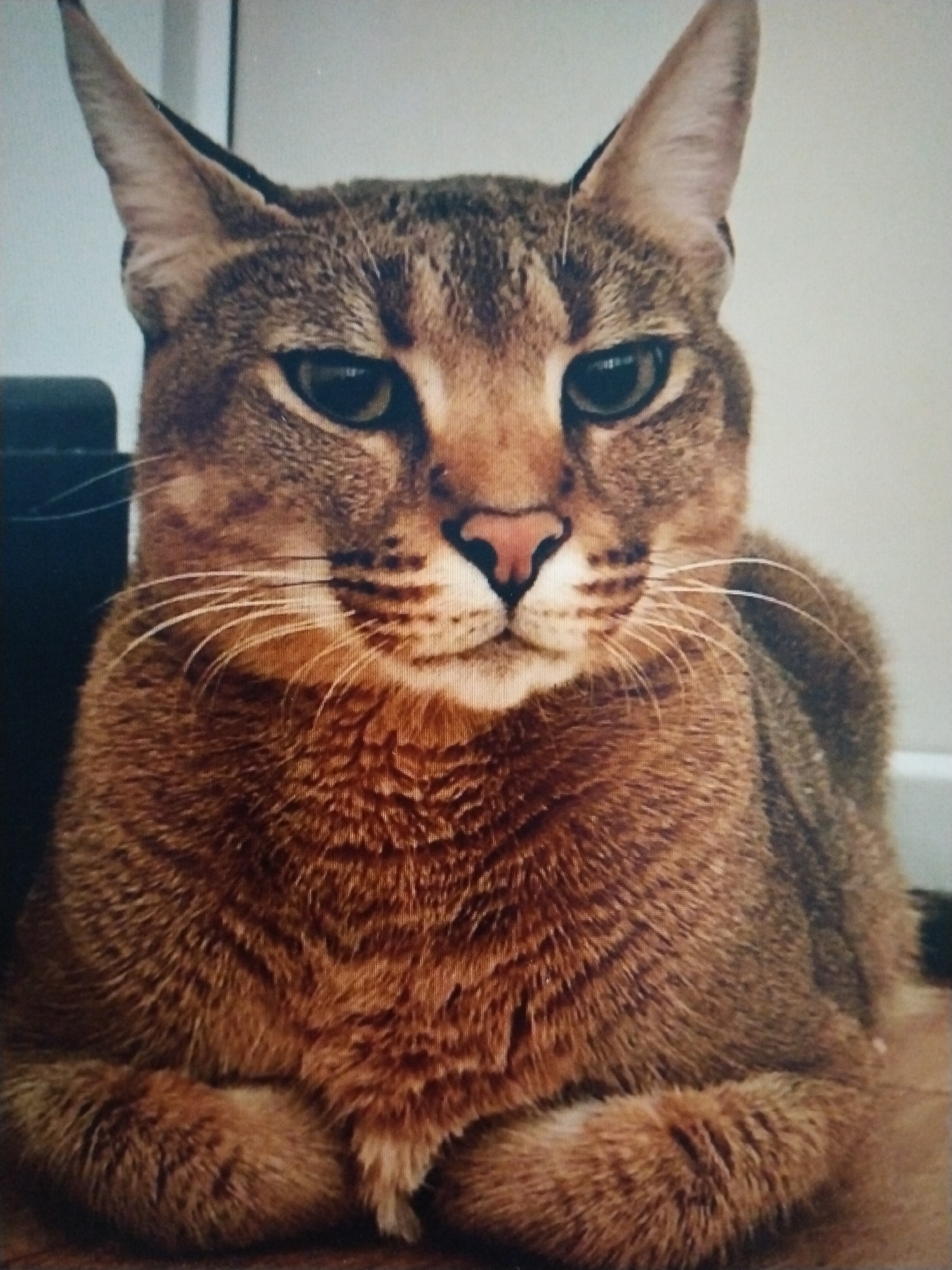 A medium shot is captured of a caracal cat facing the camera. The cat has tawny fur with black markings on its face and ears, and it is sitting with its paws tucked in front of it. The background is out of focus and appears to be indoors with neutral-colored walls. The cat's ears are pointed and erect, and its eyes are wide and alert. Its nose is pink, and its whiskers are long and white. The lighting is soft and even, highlighting the texture of the cat's fur. No additional elements or environmental features are discernible. There is no indication of the location being Buduan, Indonesia.