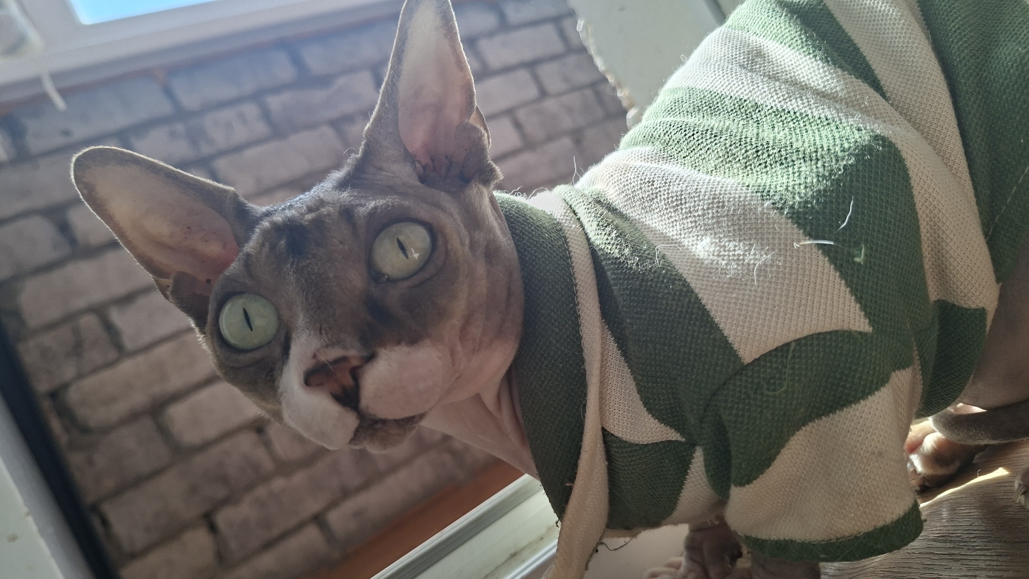 A sphynx cat wearing a green and white striped shirt is peeking over a window sill. The cat has large, light green eyes and prominent ears. In the background, a brick wall is visible, illuminated by sunlight streaming in from the top of the frame, suggesting the location is indoors near a window. There is no indication of the specific location being Myadzyel, Belarus.