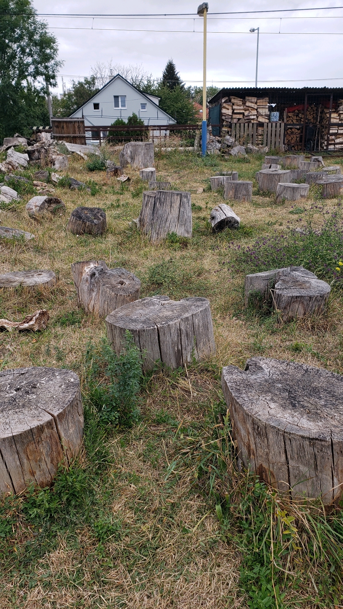 The image depicts an outdoor scene with numerous tree stumps scattered across a grassy area. In the background, a light blue house with a dark roof and windows is visible, flanked by trees. To the right of the house, a wooden structure covered with stacked firewood can be seen. A yellow pole with a blue base stands near the firewood storage. The ground is covered in dry and green grass, with some weeds and low-lying plants interspersed between the stumps. The sky is overcast. The scene appears to be in an urban or suburban setting, potentially a park or a yard. Given the context, this scene is likely located in Prešov, Slovakia.
