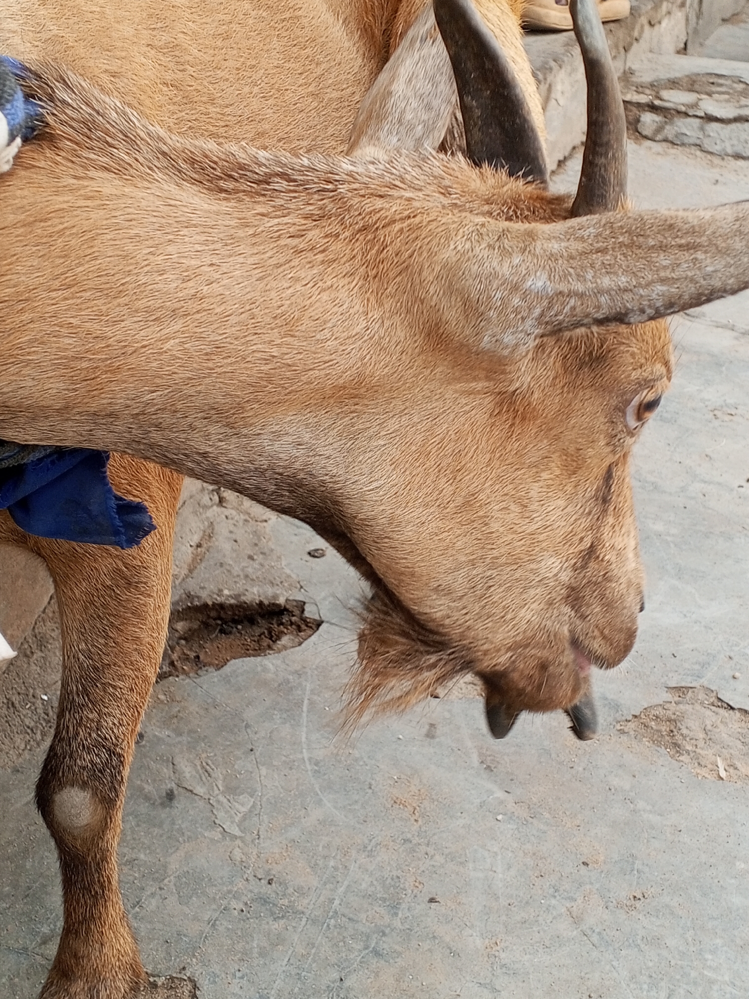 A close-up shot depicts a light brown goat with short horns, its head turned to the right and downwards. The goat has a beard of light brown hair and cloven hooves. Part of a blue cloth is tied around its neck. The ground is made of cracked gray cement. The location is unspecified, in an unknown city and country.