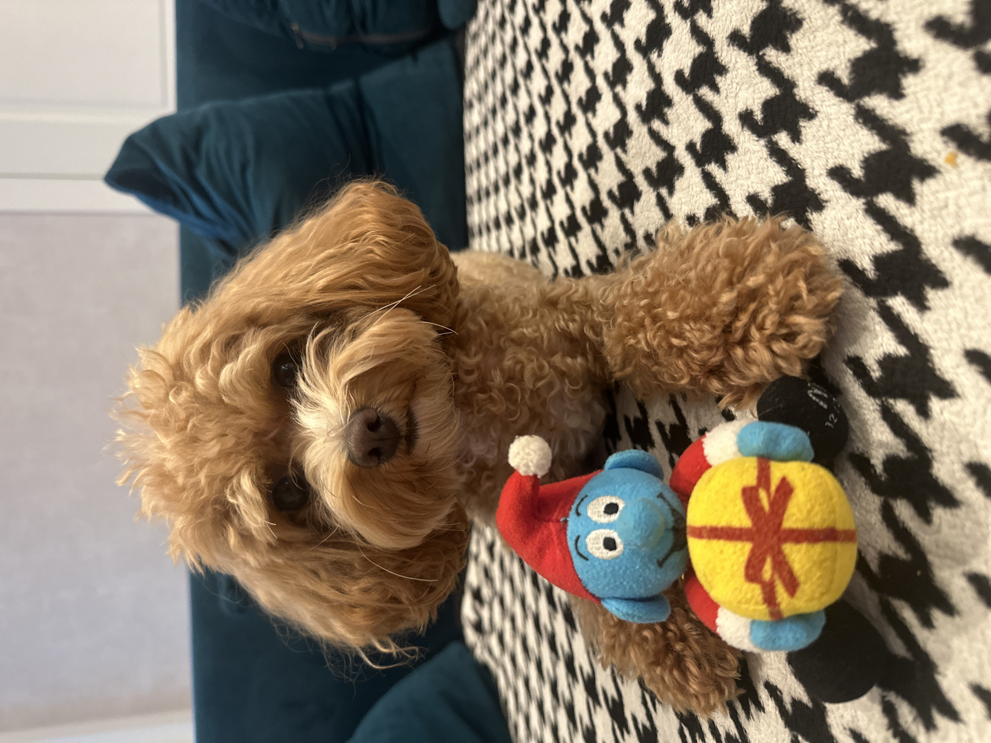 A brown toy poodle is sitting on a couch with a black and white houndstooth pattern blanket. The dog is looking directly at the camera. In front of the dog is a plush toy of a Smurf wearing a red Santa hat and holding a yellow gift with a red ribbon. The Smurf toy also has red and white striped arms and black legs. In the background, there are teal colored pillows on the couch. The scene appears to be indoors, in a residential setting. There is no information in the image to suggest it is located in Minsk, Belarus.