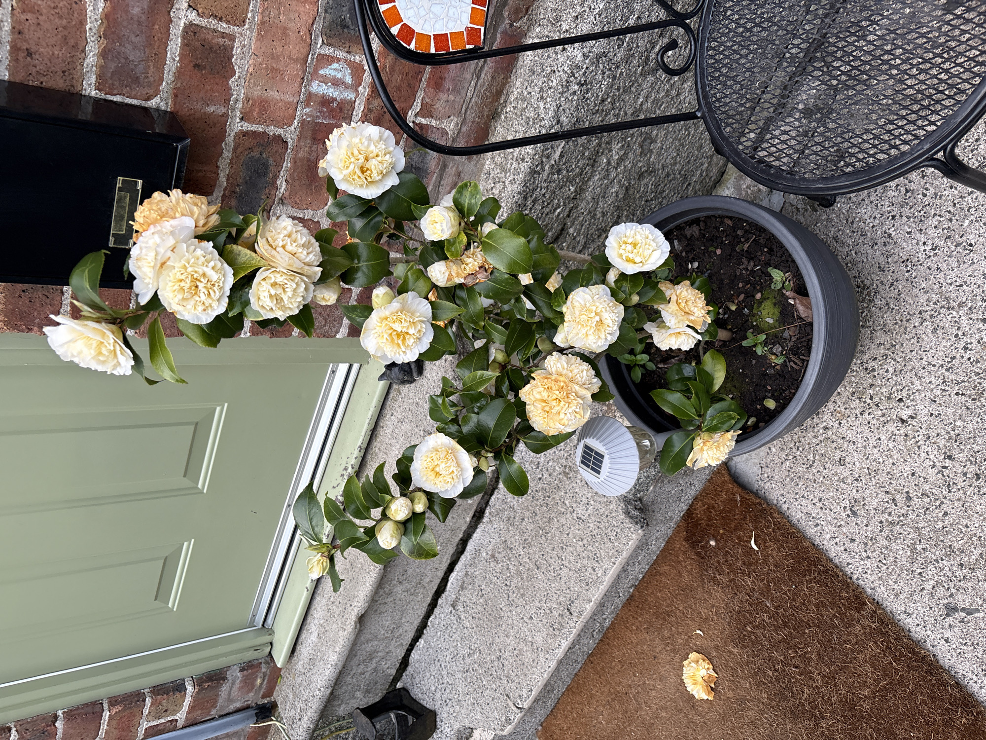 A potted camellia bush with cream-colored blossoms sits on a step adjacent to a light green front door. The door is set into a brick wall on the left side of the frame. To the right of the pot is a brown doormat on a concrete surface. A section of black wrought-iron patio furniture is partially visible behind the plant. The scene is located in the city of Shrewsbury, United Kingdom.