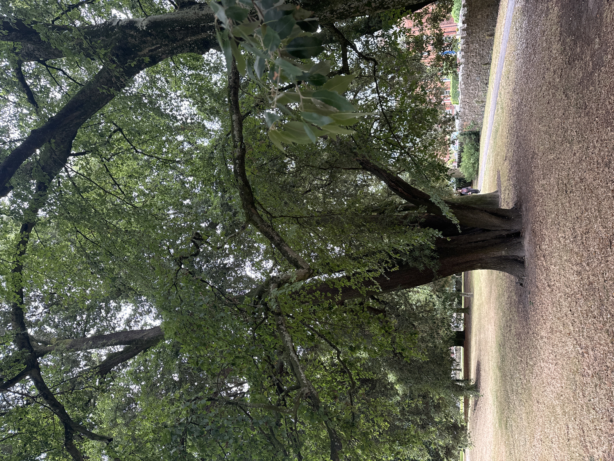 The image shows a wide, low-angle shot of a large, ancient oak tree in a park. The tree is dominant in the foreground, with its thick, gnarled trunk and expansive branches covered in lush green leaves. The ground beneath the tree is covered in dry, brown leaves. In the background, a pathway curves through the park, bordered by a stone wall. A person is visible walking on the pathway, and behind the wall, a red brick building can be seen. The sky is overcast, with bright light filtering through the leaves. This scene is located in the People's Park in the city of Waterford, Ireland.