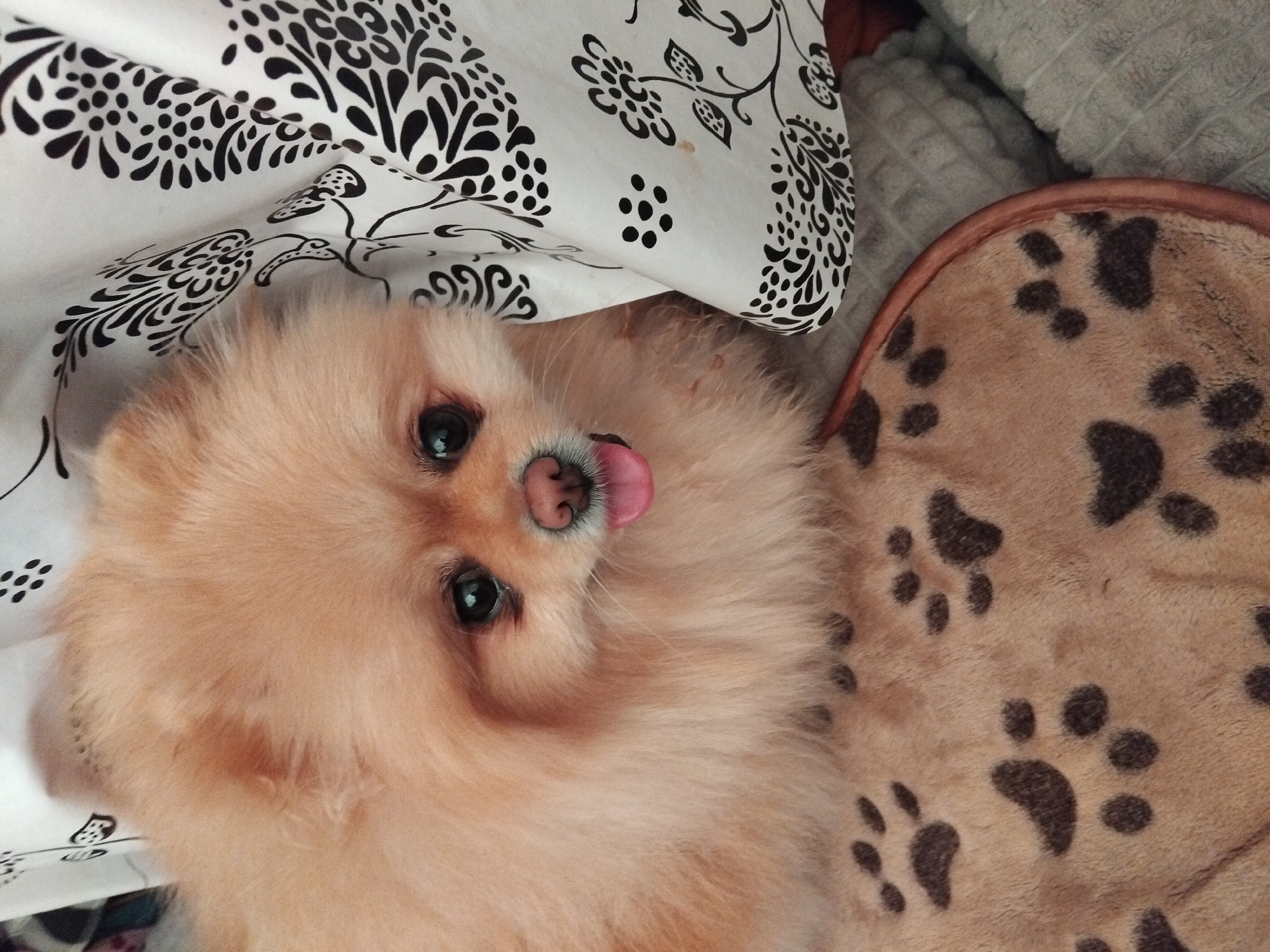 A close-up, eye-level, medium shot captures a fluffy Pomeranian dog with light brown fur peeking from behind a white fabric with a black floral pattern. The dog's face is the focal point, with its dark, round eyes looking directly at the camera. Its pink tongue is visible, protruding slightly from its mouth. The dog is resting on a brown, fuzzy blanket adorned with scattered dark brown paw prints. In the background, a gray textured surface is visible. The scene appears to be indoors, likely in a domestic setting within the city of Apriltsi, Bulgaria. No people are present in the image.