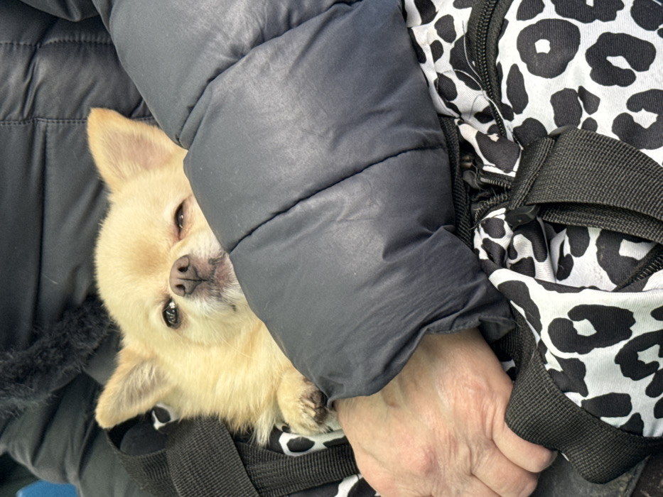 A light-colored, long-haired Chihuahua dog is situated within a carrier bag featuring a black and white leopard print pattern. The dog's eyes are partially closed, with its ears erect and nose prominent. A person's left hand, exhibiting visible wrinkles, is positioned near the dog within the carrier. The person is wearing a dark grey or black puffer-style winter jacket, which partially envelops the dog and carrier. A dark, indistinct background suggests an indoor setting or close-up perspective. This scene occurs in the city of Komarovo, Russia.