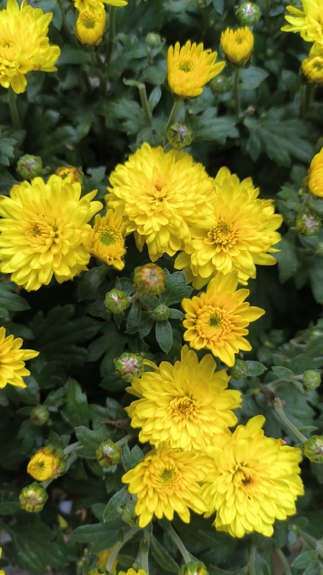 The image is a close-up, vertical shot of a cluster of bright yellow chrysanthemum flowers interspersed with dark green foliage and several closed buds. The flowers are in various stages of bloom, with some fully open and others partially closed. The petals are numerous and finely textured. The overall impression is of a vibrant, natural display of blooming flowers. The image does not contain any identifiable landmarks or elements that would indicate its location within the city of Lviv, Ukraine, or any other specific urban environment.