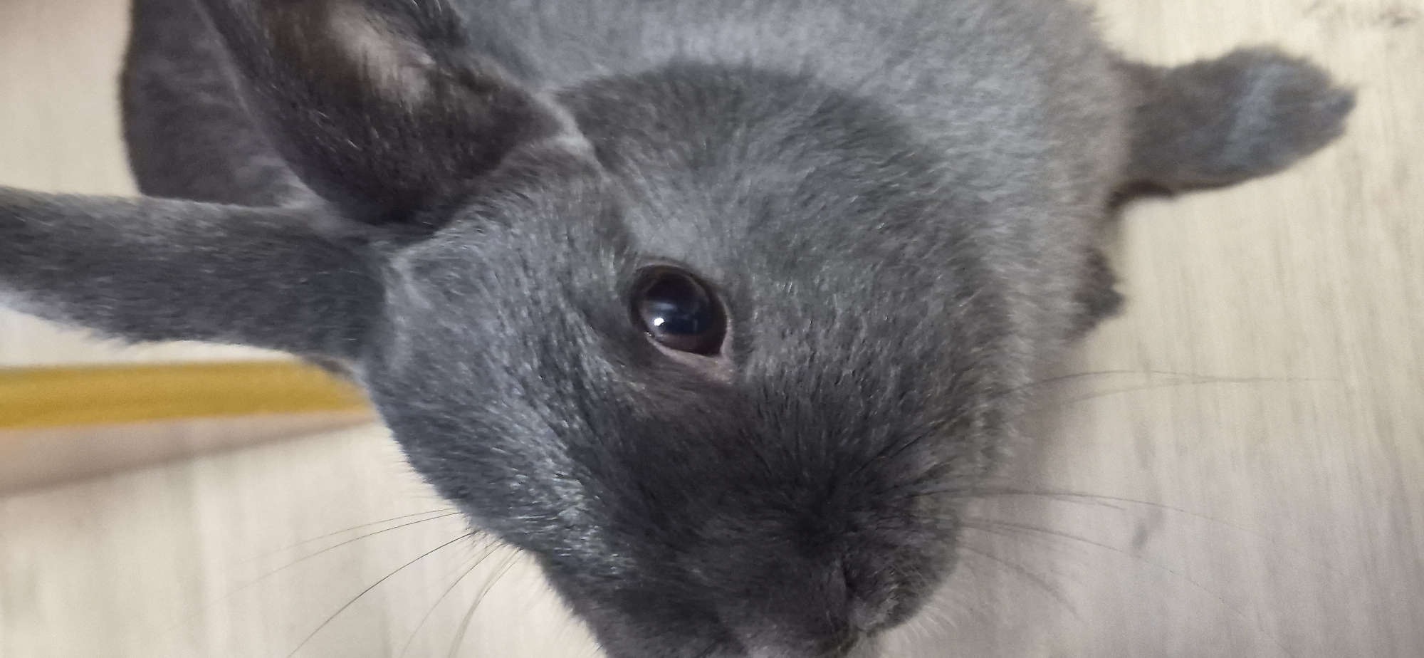 This is a close-up, eye-level, vertical shot of a grey rabbit's face. The rabbit is looking to the left with its right eye visible. The eye is dark and reflective, with a small white highlight. The rabbit's fur is short and dense, and its whiskers are long and thin. The background is blurry, but appears to be a light-colored wooden surface. There is also a hint of yellow in the background, possibly a piece of furniture or a wall. The rabbit is positioned slightly off-center to the right. The image does not provide any information about its location in the city of Ussurijsk, Russia.