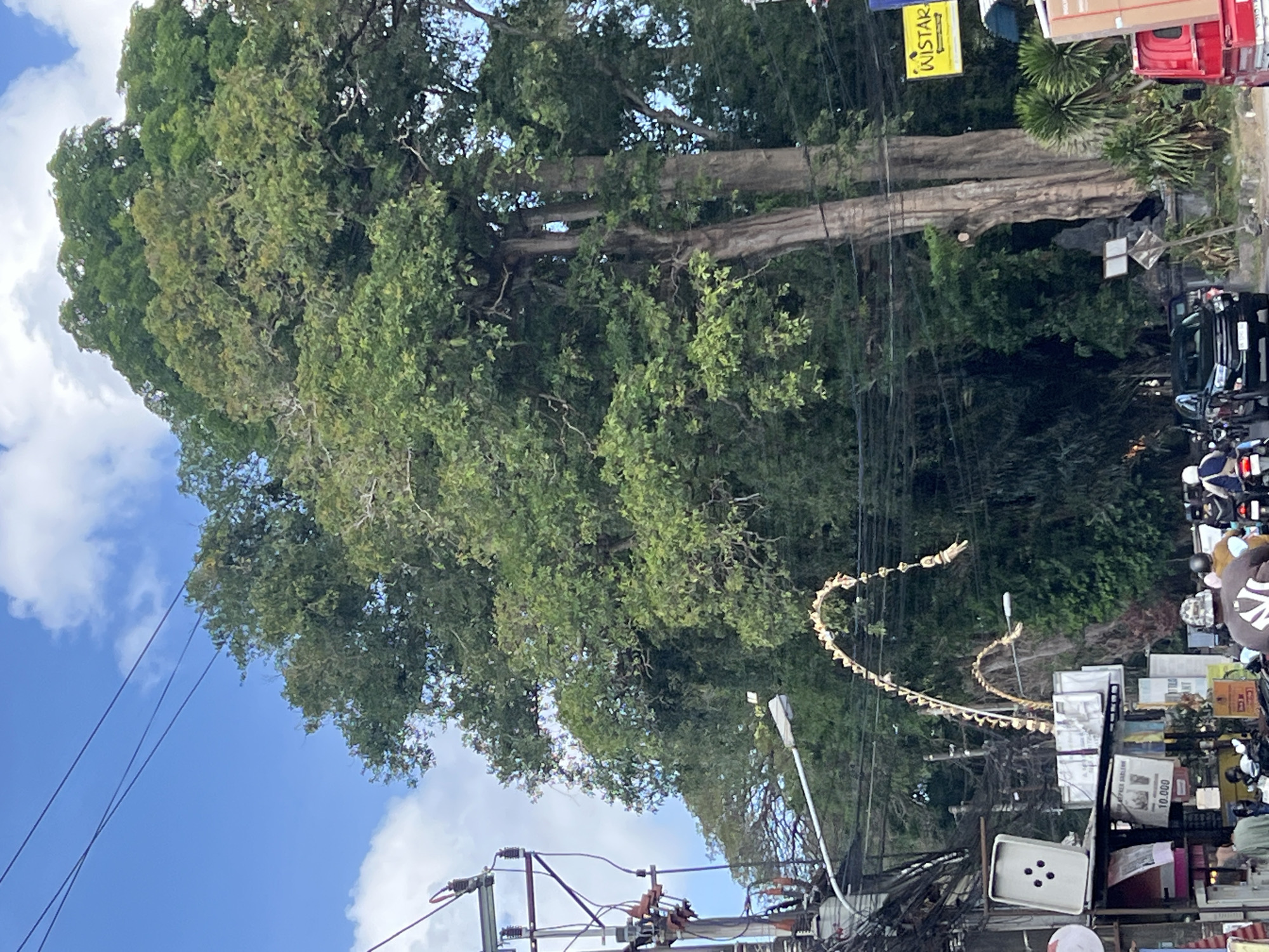 A street scene in Denpasar, Indonesia, features a prominent, large tree with thick, ancient-looking bark, dominating the right side of the frame. The tree's canopy is dense with green foliage, reaching towards a bright blue sky with scattered white clouds. To the left of the tree, an electrical pole with numerous wires stretches across the frame, connecting to a nearby building. A street light is visible on the left, angled towards the ground. A decorative, arching structure made of natural materials, possibly bamboo and bones, spans across the street. In the foreground, several motorcycles and a black SUV are present, indicating traffic. A person wearing a camouflage hat is seen from behind on a motorcycle in the center. Buildings with signs are visible on the left side of the street, one with a sign displaying "10.000". A yellow sign with the word "WISTAR" is affixed to the tree on the right. The scene suggests a busy urban environment with a blend of natural elements and infrastructure.