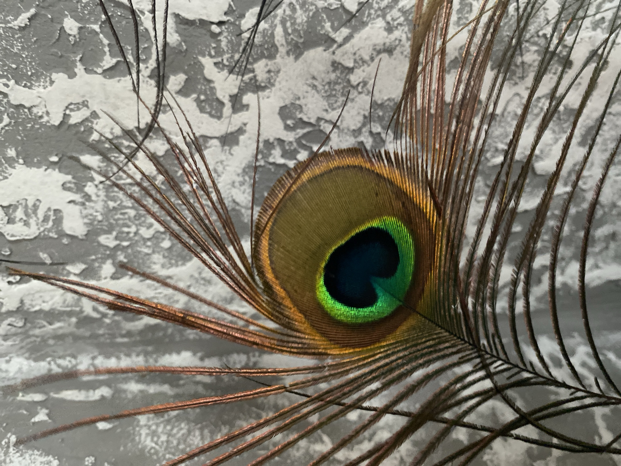 A close-up, eye-level shot of a peacock feather, with its iridescent "eye" prominently featured. The feather's vibrant green and blue "eye" is set against a background of textured, grey and white plaster. The feather's barbs fan out from the central shaft, some appearing coppery or bronze in color. The image is well-lit, highlighting the intricate details and colors of the feather. The overall scene is still and static. The location is Unknown, Unknown.