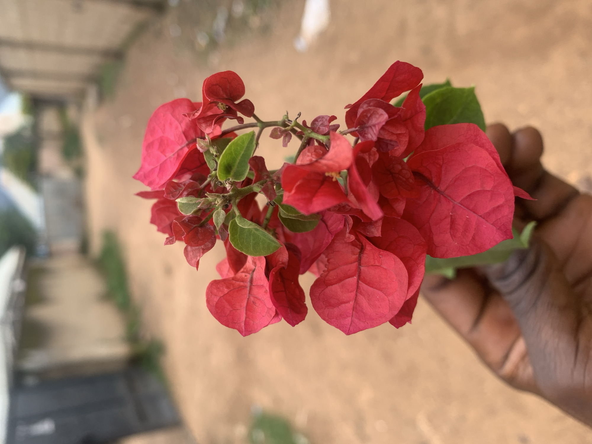 A close-up shot features a hand holding a small cluster of vibrant red bougainvillea flowers against a blurred background. The hand is dark-skinned, with visible wrinkles and fingernails. The bougainvillea flowers are a deep red, with some small green leaves interspersed. They are delicate and appear to be freshly picked.
The background depicts a street scene in the city of Rafin Par, Nigeria. It is an unpaved road with a sandy or dirt surface. On either side of the road are simple, light-colored buildings with corrugated metal roofs. The architecture suggests a rural or semi-urban setting. The overall impression is one of a humble, everyday scene in Nigeria, with the bright flowers adding a touch of natural beauty.