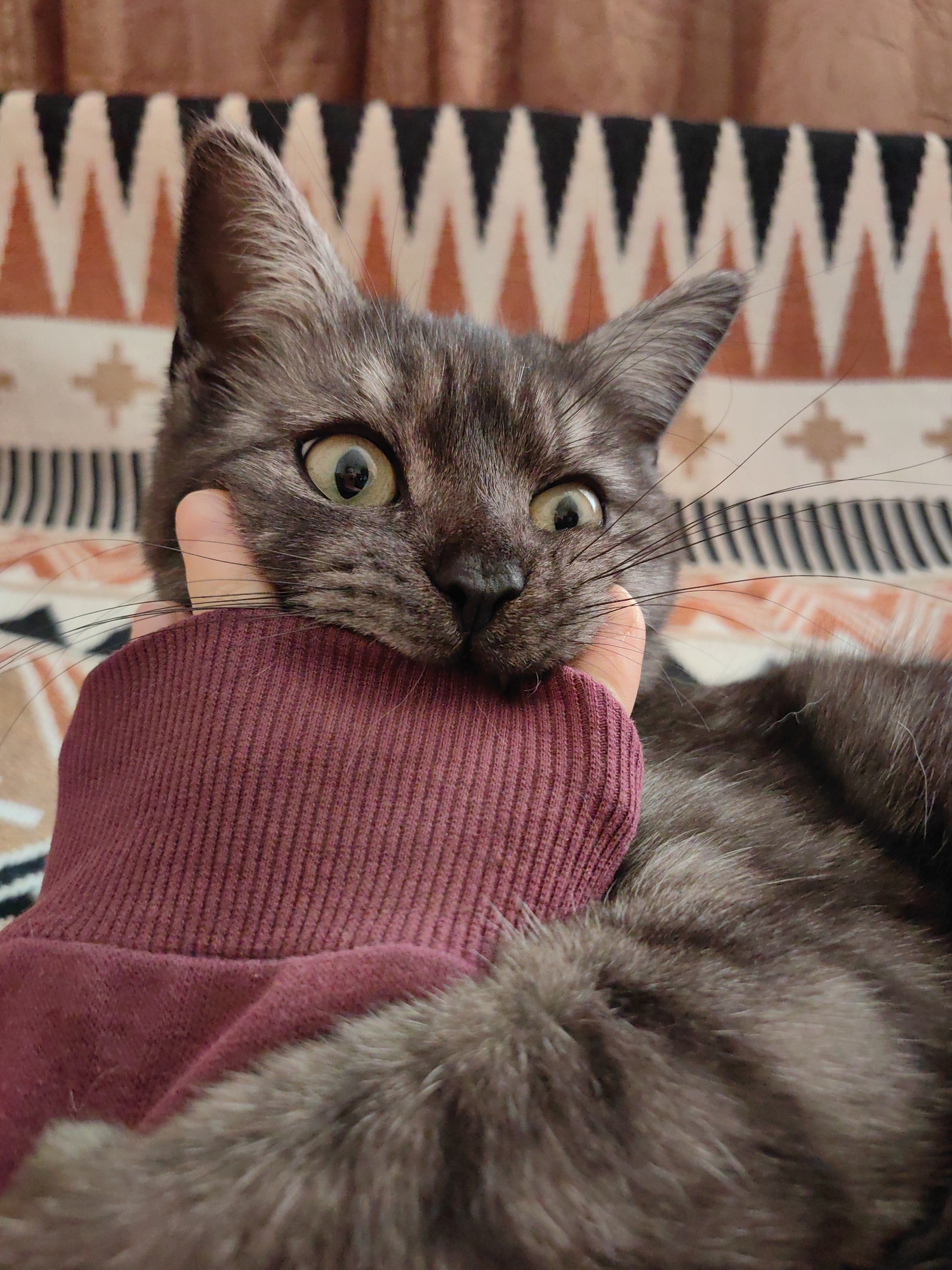 A medium shot shows a gray cat with wide, slightly crossed green eyes looking directly at the camera. Its mouth is partially obscured by a hand wearing a maroon, ribbed long-sleeved shirt. The background consists of a patterned blanket or sofa with zig-zagging stripes in shades of white, brown, and black. The location in the city of Ароматновское сельское поселение, Ukraine is not visually ascertainable from this image. There are no explicit people, subjects, objects, actions, interactions, or environmental details to derive the specific location of the image.