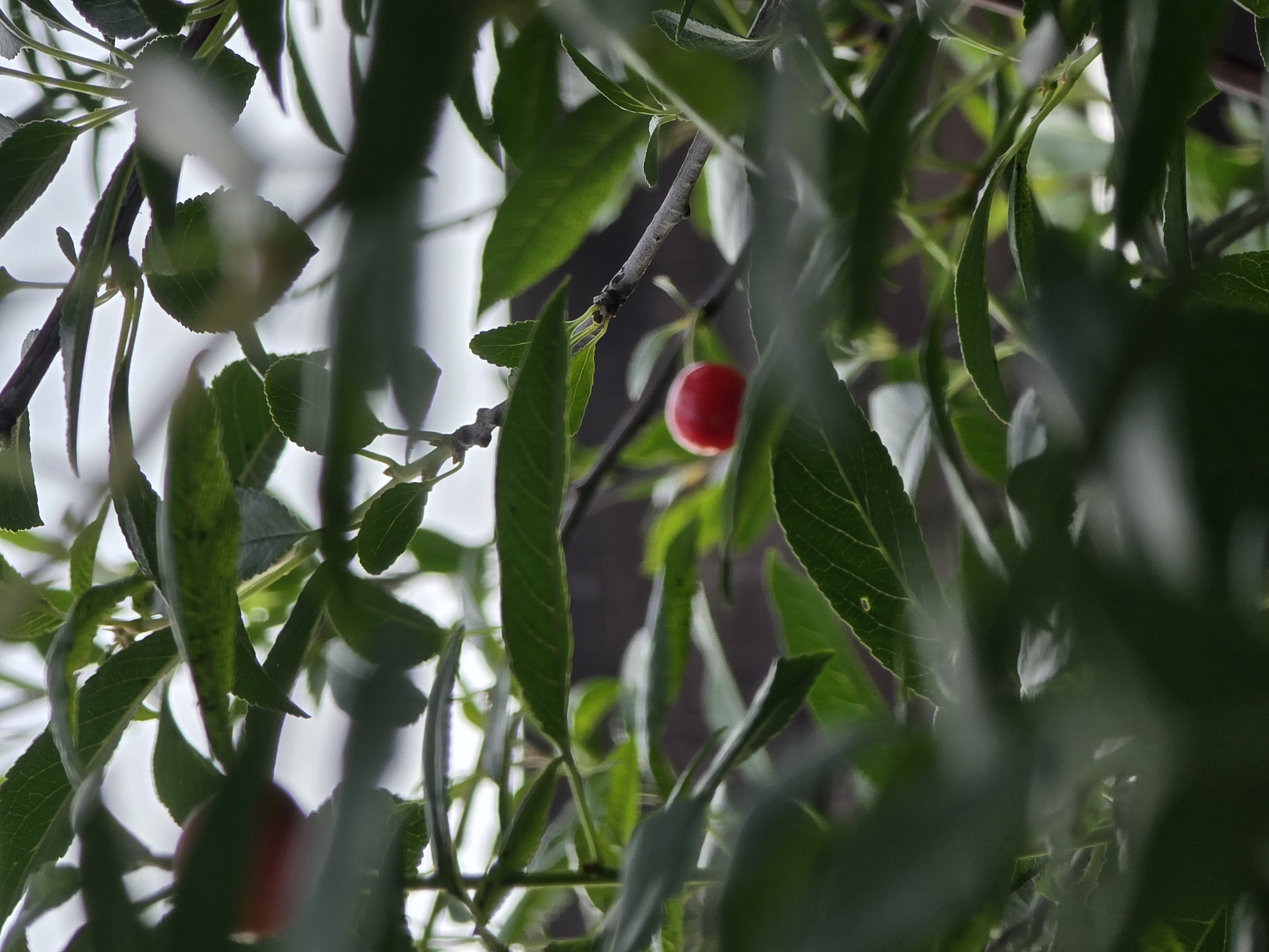 A close-up, shallow depth-of-field shot captures a single, vibrant red cherry amidst lush green foliage. The cherry is positioned in the lower right quadrant of the frame, appearing ripe and spherical. The leaves are detailed and textured, with some appearing blurred in the foreground and background, creating a sense of depth. The overall lighting is soft, with a slightly overcast sky suggested by the bright white areas in the upper portion of the image. The background is a dark, indistinct blur, with a hint of a wooden fence or structure. The image suggests a natural setting, possibly a garden or orchard in Ермолаево, Russia, during the fruit-bearing season. There are no people or animals visible in the scene.