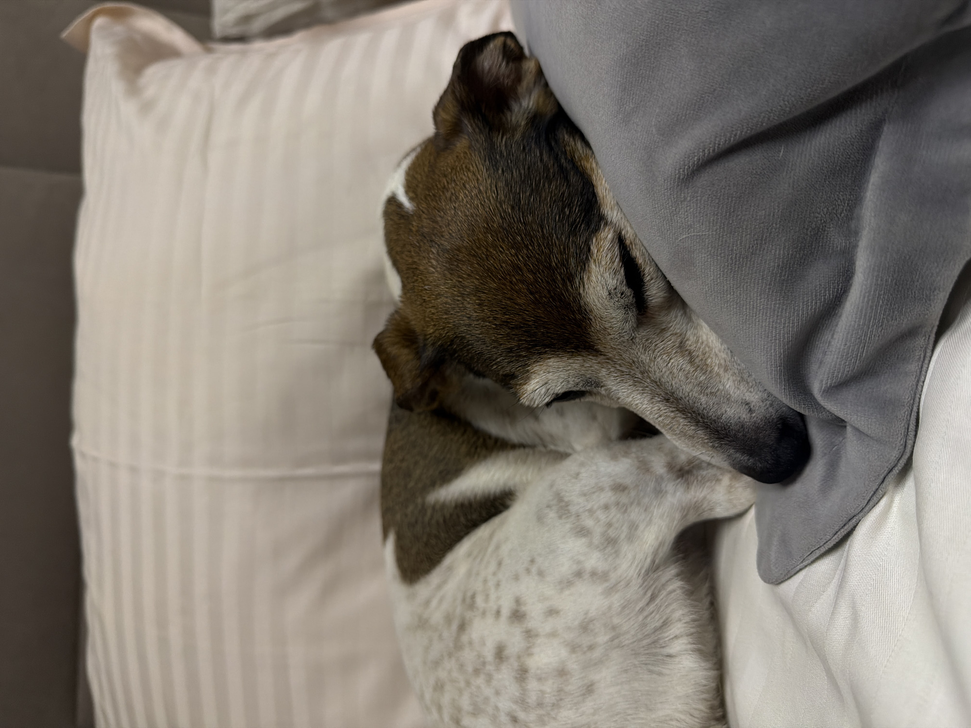 A Jack Russell Terrier sleeps curled up on a bed. The dog has a white coat with brown patches and a brown head with white markings. It is resting its head on a grey pillow, which is positioned on top of a white, striped pillow. The dog's eyes are closed, and it appears to be in a deep sleep. The bed appears to be indoors, likely in a bedroom.