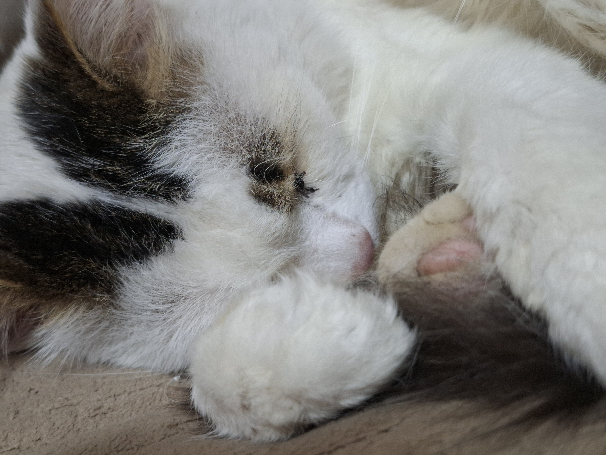 A close-up image shows a sleeping cat. The cat is primarily white with patches of dark brown and tan fur on its head and ear. Its eyes are closed, and a pink nose is visible. One paw is positioned near its face. The cat appears to be resting on a soft, tan-colored surface. The location of Chaikovsky, Russia, is not relevant to the details within the image.