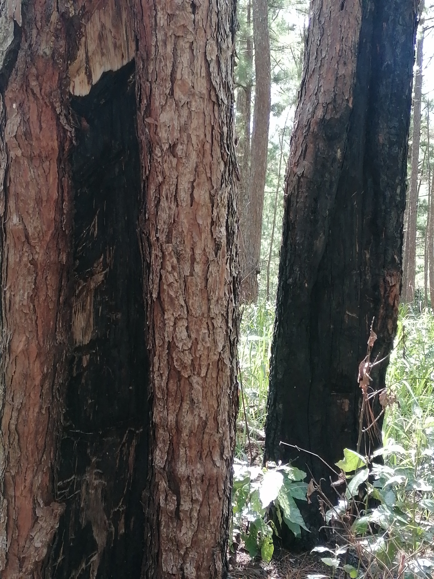 The image shows two pine trees in a forest, likely in Da Lat, Vietnam, given the context. The tree on the left has a significant portion of its bark missing, revealing charred wood underneath. The tree on the right is heavily charred, with dark, blackened bark covering most of its trunk. The surrounding environment consists of dry grass, undergrowth, and other pine trees in the background, suggesting a dry season or a past fire event. Sunlight filters through the trees, creating dappled light on the forest floor. There are no people or animals visible in the image. The scene is still and appears to be a natural forest environment.