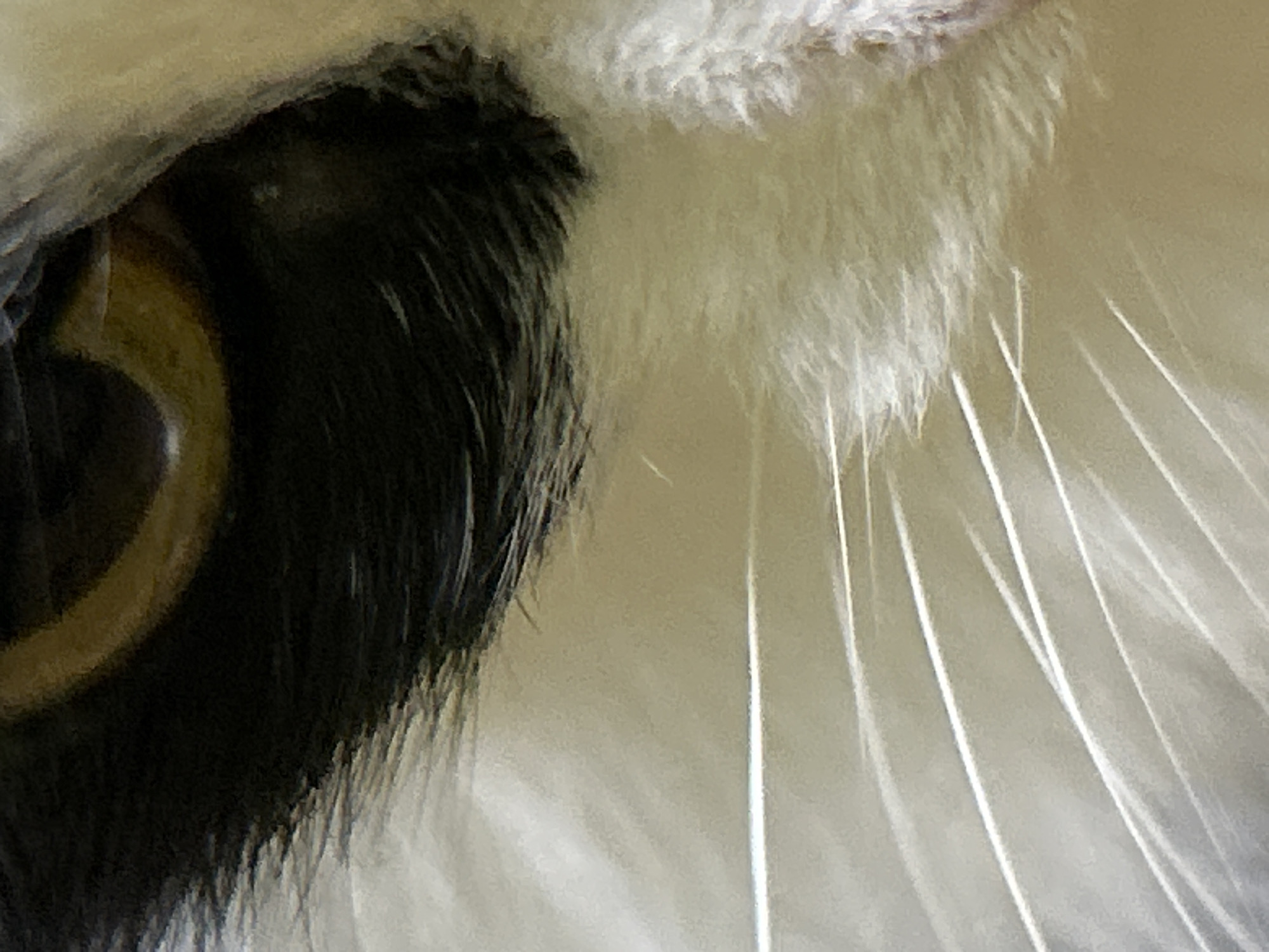 The image is a close-up, abstract shot of a cat's eye and surrounding fur. The eye is prominent, with a golden iris and a dark pupil. The fur is a mix of black and white, with long, thin white whiskers extending outwards. The lighting creates highlights and shadows, emphasizing the texture of the fur and the details of the eye. The background is blurred, further drawing attention to the feline subject. The image does not depict any specific location in Buenos Aires, Argentina.