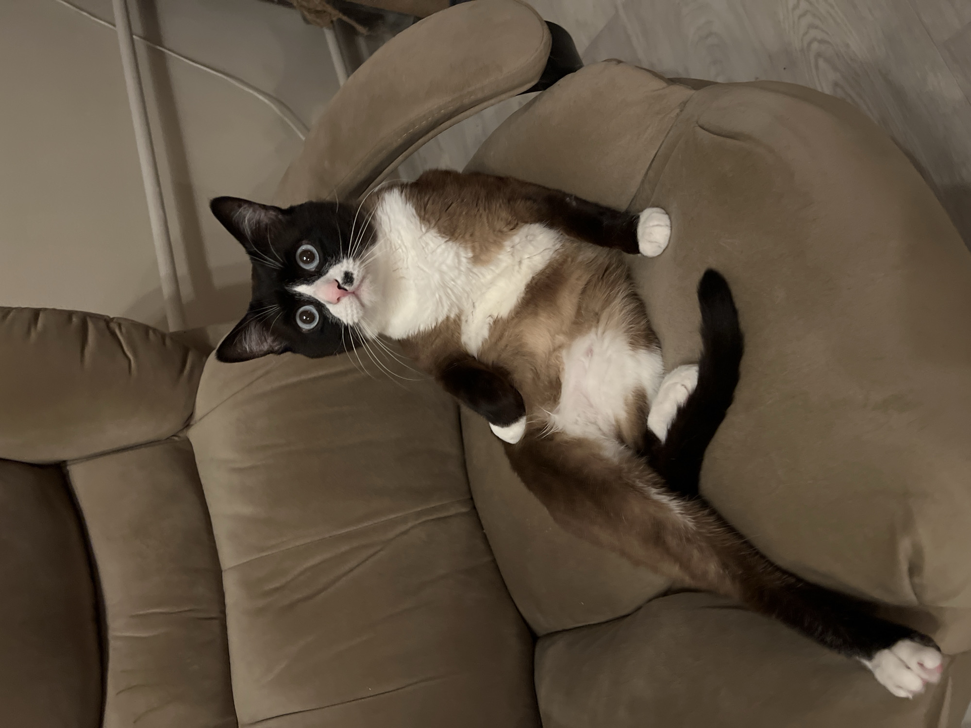 The scene depicts an indoor setting in Noviy, Russia, featuring a single feline subject seated on an upholstered chair. The cat exhibits a colorpoint pattern, characterized by a dark brown or black mask covering its face, ears, and extending down its legs and tail. Its chest, belly, and a patch on its snout are white. The animal possesses distinct blue eyes and a pink nose. It is seated upright in a human-like posture on a beige-brown office chair with visible armrests and cushioning. Its left front paw is bent and rests upon its left hind leg, which is extended forward. Its right front paw is also visible. The cat's tail is curled on the seat of the chair. Its gaze is directed forward with wide, attentive eyes. In the background, a light-colored wooden or laminate floor is partially visible to the lower right, and a light-colored wall is present, with a white cable or pipe running horizontally along it in the upper right portion of the frame.