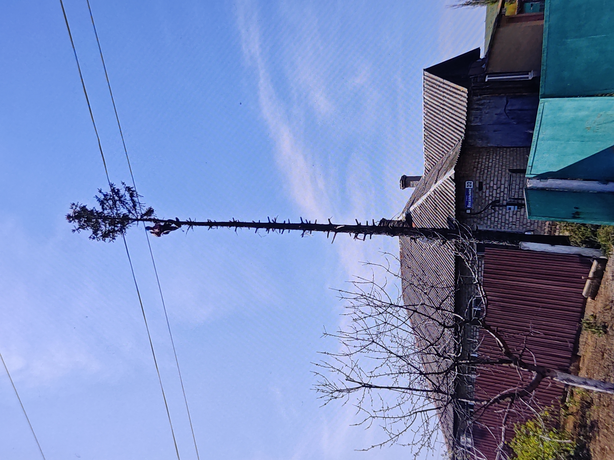 In Marianivka, Ukraine, a person, clad in brown clothing, is precariously positioned on a tall, emaciated tree. The individual appears to be engaged in some activity on the upper portion of the tree, which is starkly bare of branches except for its very top. Power lines are visible traversing the sky above, with the tree extending upwards past them. In the background, a residential building with a corrugated roof is situated, and a red metal fence runs along the property. A bare-branched tree is in the foreground to the left. A blue street sign on the building reads "Вокзальная 2/2".