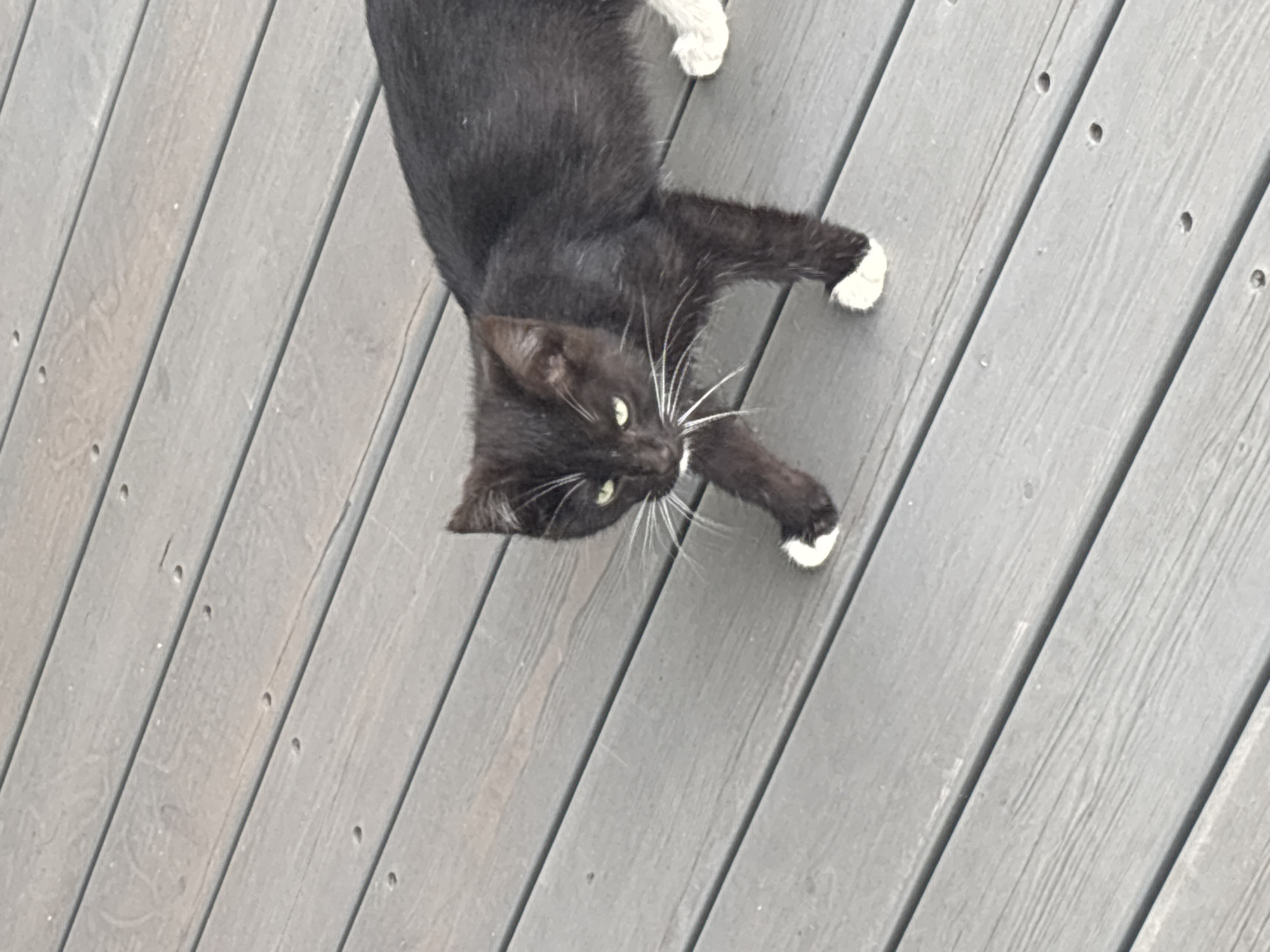 A black and white cat with green eyes walks across a grey wooden deck. The cat has white paws and white whiskers. The deck is made of planks running diagonally from the top left to the bottom right of the image. The scene is outdoors and appears to be in a residential setting, possibly a porch or patio. There are small, dark circular indentations visible on the wooden planks, consistent with nail or screw heads. The image does not contain any identifiable landmarks or clues to suggest a specific location within Zvenigorod, Russia, or any other city.