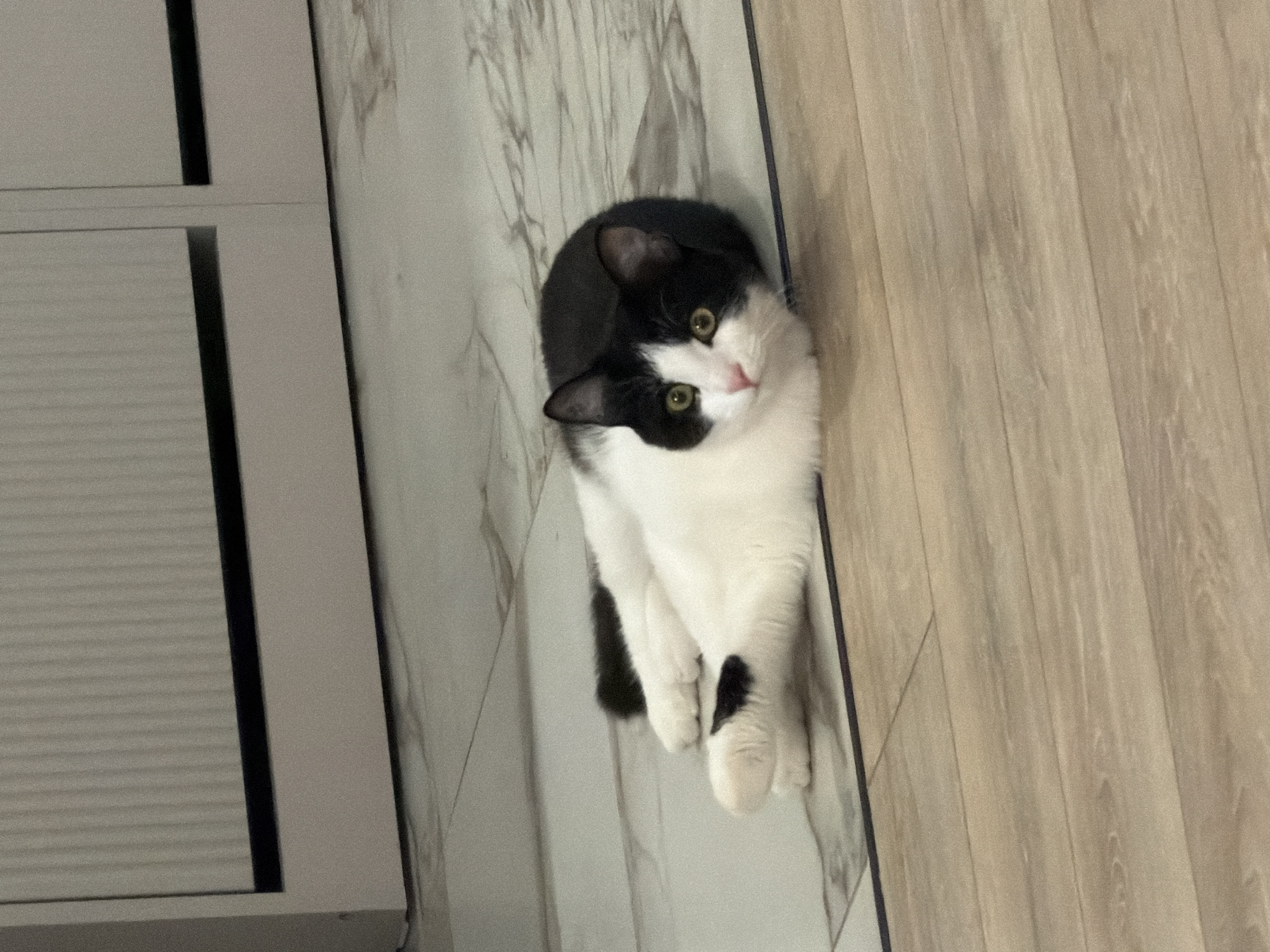 A black and white tuxedo cat is lying on an indoor floor, looking up towards the camera. The cat has a black head with white on its muzzle and chin, bright green eyes, and a pink nose. Its body is predominantly white with black fur on its back, tail, and a distinct black spot on its left front paw.
The setting appears to be a modern indoor space in Chaikovsky, Russia, characterized by two different types of flooring that meet in a straight line beneath the cat. To the right, there is a light wooden laminate floor with vertical planks. To the left, there is a lighter floor with a white and grey marble or veined tile pattern. On the far left of the image, a light grey piece of furniture or cabinetry is visible, featuring distinct horizontal and vertical lines, possibly a door or a panel with a textured surface like blinds or slats. The lighting is bright and even, suggesting an indoor daytime scene or well-lit interior. The cat appears relaxed and curious, directly engaging the viewer with its gaze. No text is visible in the image.