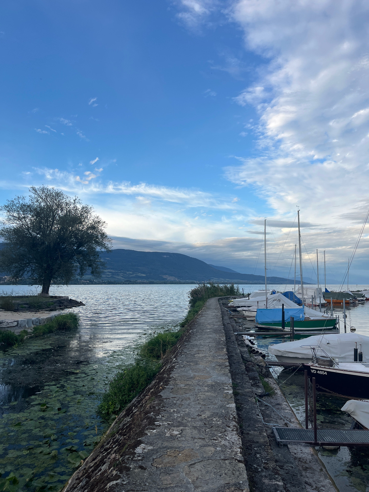 The image depicts a serene waterside scene, likely in Yverdon-les-Bains, Switzerland, given the context of VD 4854 on one of the boats, which is a common license plate prefix for the canton of Vaud.
The foreground features a stone pathway, worn and textured with age, leading along a body of water. To the left of the pathway, the water is calm and partially covered with lily pads and other aquatic vegetation, with grassy banks visible. To the right of the pathway, a dock is lined with several sailboats and smaller motorboats. Many of the boats are covered with tarpaulins, suggesting they are either stored or protected from the elements. One motorboat in the foreground has the registration "VD 4854" clearly visible on its stern.
In the middle ground, a large, mature tree with a broad canopy stands prominently on a small, rocky outcrop to the left. Beyond the tree, a wide, calm lake stretches out, its surface rippling gently. The far shore of the lake is lined with a dark, mountainous landscape under a sky filled with a mix of blue sky and scattered, wispy clouds, with some heavier clouds towards the horizon. The overall atmosphere is peaceful and natural. There are no people visible in the image.