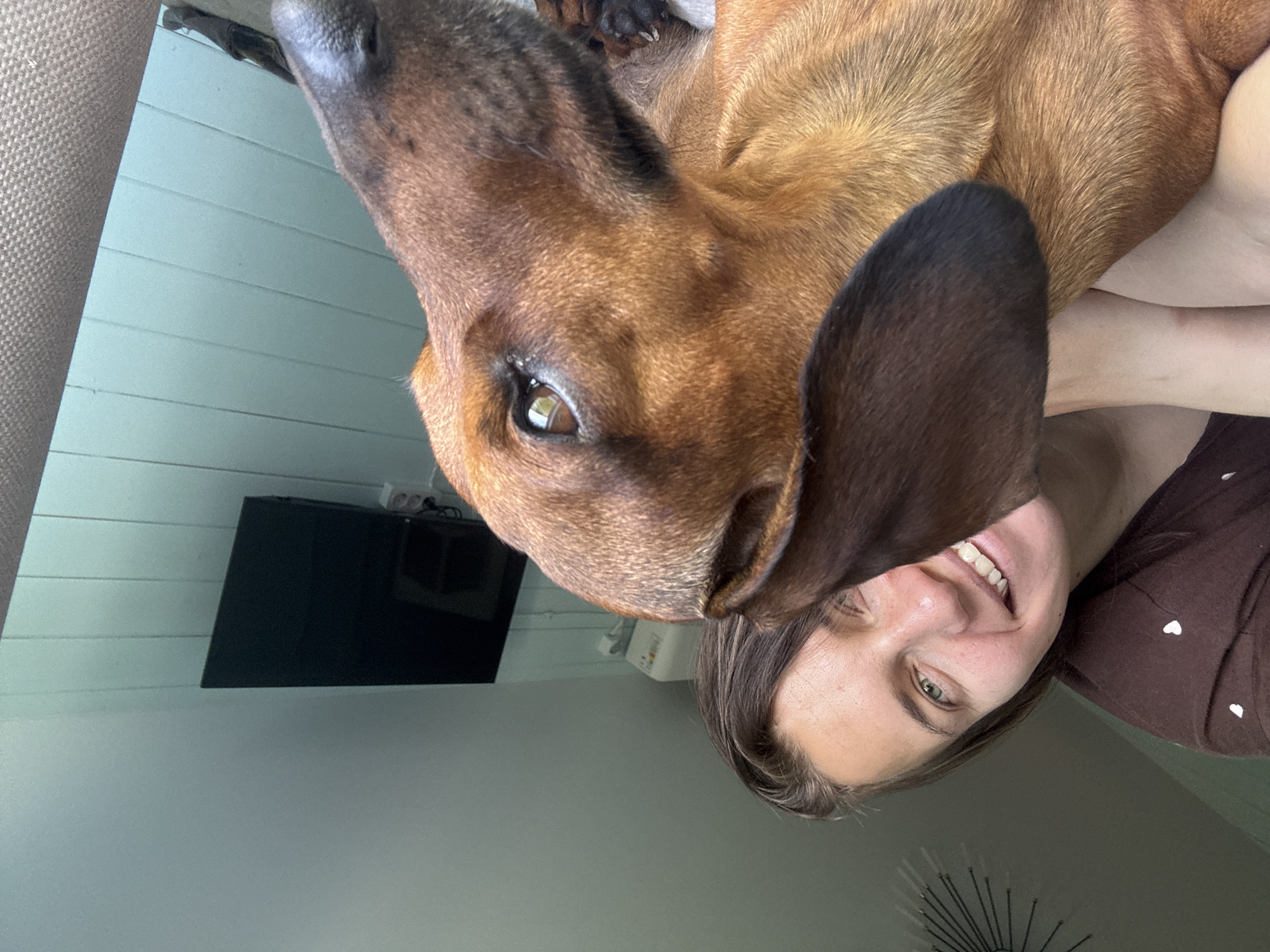 A close-up, intimately framed photograph captures a joyful moment between a human and a dog indoors. The image is taken from a low angle, looking upwards, and features a brown-furred dog, likely a Dachshund, dominating the upper left and center of the frame. Its head is positioned very close to the human's face, with its light brown eye, wet dark nose, and one floppy dark ear clearly visible. The dog's fur is a mix of brown and reddish-brown tones.
Partially visible in the lower right, a smiling human, appearing to be a woman, is shown from the forehead to the chin. She has brown hair and green-ish eyes, displaying white teeth in a broad smile that conveys happiness or amusement. She wears a dark brown top adorned with small white heart patterns, visible on her right shoulder area.
The background reveals a domestic interior. To the top left, a textured, light beige upholstered surface is visible, suggesting a couch or chair. Behind the subjects, a light blue-grey paneled wall stretches horizontally. A black flat-screen television is mounted on this wall to the left of the dog's head, and an electrical outlet with cables is present below it. The lower right background features a plain grey wall, and a decorative sunburst-like wall art piece is partially seen behind the human's head.
The activity depicts a tender interaction, possibly a selfie or a close-up photograph taken by the owner, sharing a moment of affection with their pet. The time of day appears to be daytime, indicated by the natural lighting. The scene is set in a home in Раздолье, Russia. No visible text is present in the image.