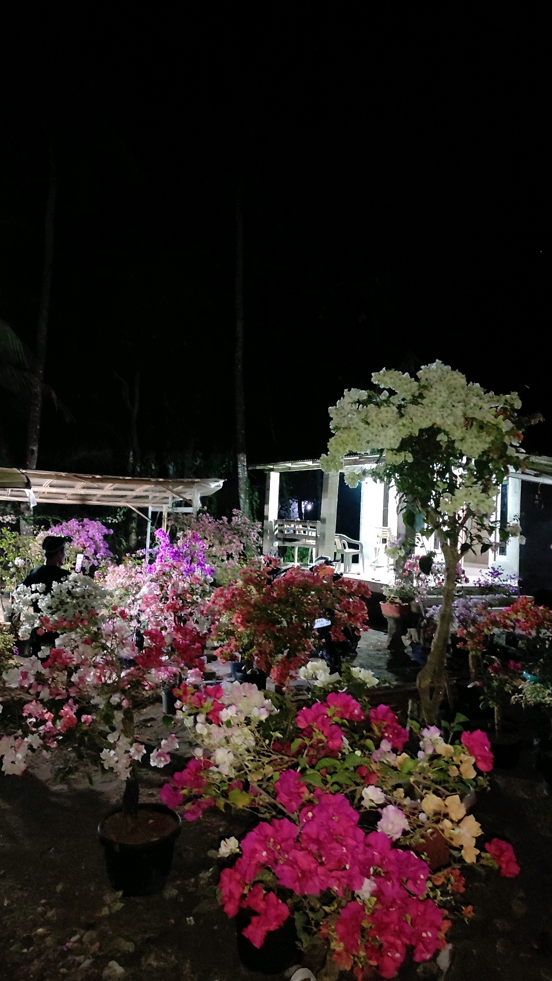 This is a nighttime photograph of a garden or plant nursery in Tanjungan, Indonesia. The scene is illuminated by artificial lights, highlighting numerous potted bougainvillea plants with vibrant flowers in shades of pink, magenta, white, and purple. In the background, there are two simple structures with roofs, possibly shelters or small buildings, and some trees. A person is visible in the left mid-ground, partially obscured, holding a phone and possibly taking a photo. A motorcycle is also present, partially visible in the foreground. The ground appears to be covered in gravel and some debris. The overall impression is that of an outdoor market or display of flowering plants at night.