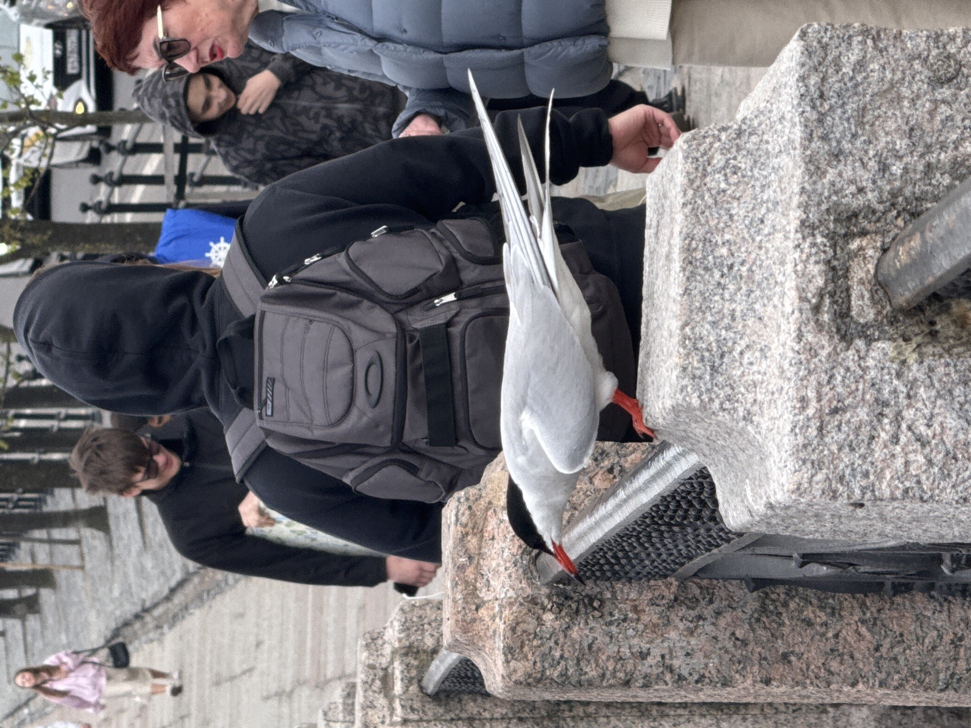 A vertical, medium-shot captures a group of people gathered around a stone structure with a gull perched on top, with the scene likely set in Saint Petersburg, Russia.
A person wearing a dark hoodie and a grey backpack stands closest to the structure. Their hand rests on the edge, near the gull. The gull, predominantly white with black wingtips and a red beak, is looking down towards the stone.
Behind them, another person in a black hoodie is visible. Further back, two more individuals can be seen, one wearing a blue puffer jacket and the other in a patterned hoodie. In the distant lower-left corner, a woman in a light-colored outfit is walking away.
The stone structure appears to be part of a public installation or monument. The backdrop suggests an urban environment with trees and buildings. The ground is paved, indicating a pedestrian area.