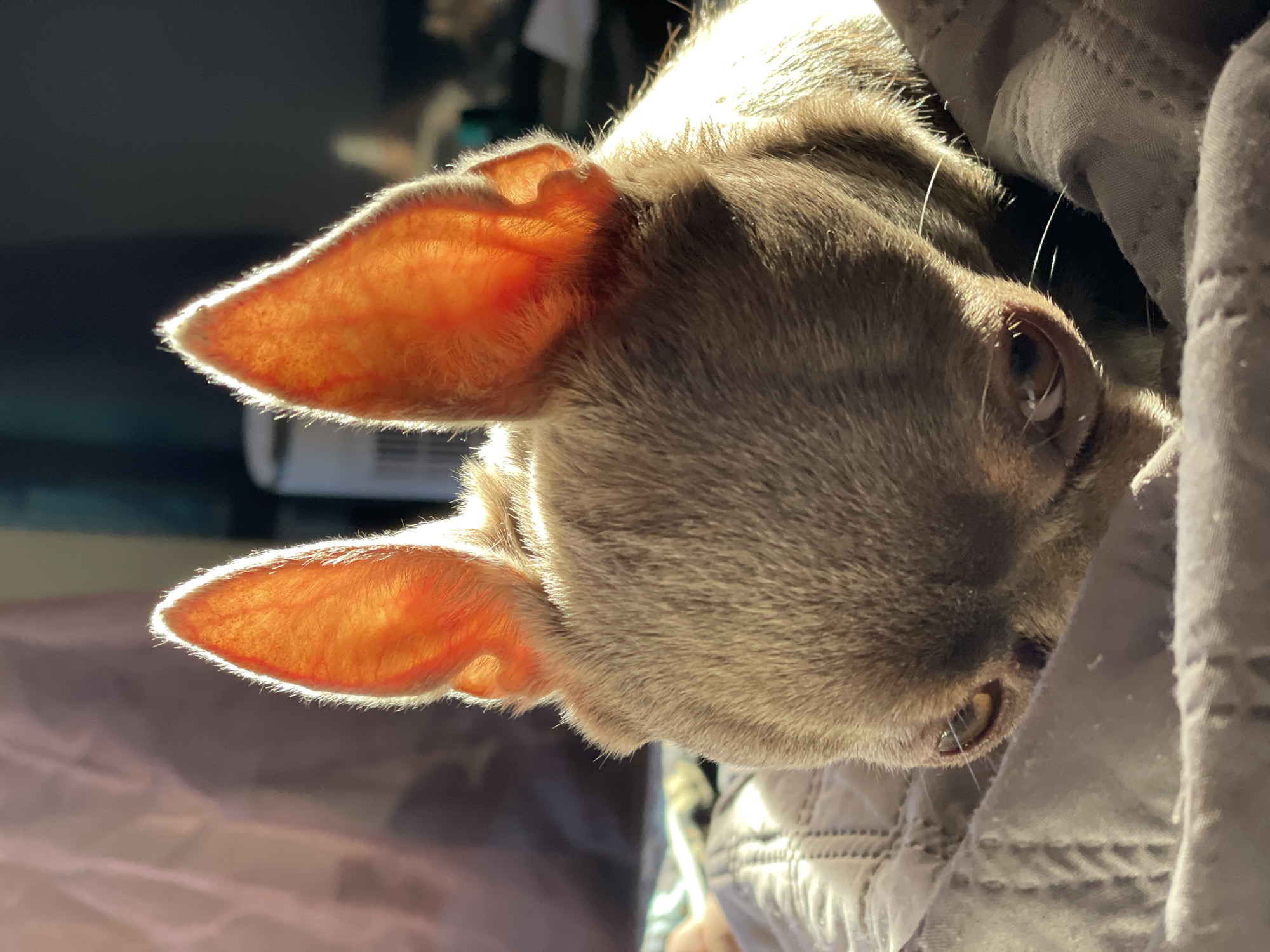 The image shows a close-up of a small brown dog, likely a Chihuahua, resting on a textured grey blanket. The dog's large, pointed ears are illuminated from behind by sunlight, making them appear translucent and orange. The dog's head is lowered, and one eye, a dark brown, is visible, reflecting light. The background is out of focus, with hints of fabric and a faint glimpse of what appears to be a fan. There are no people or indications of the specific location being Kornevo, Russia.