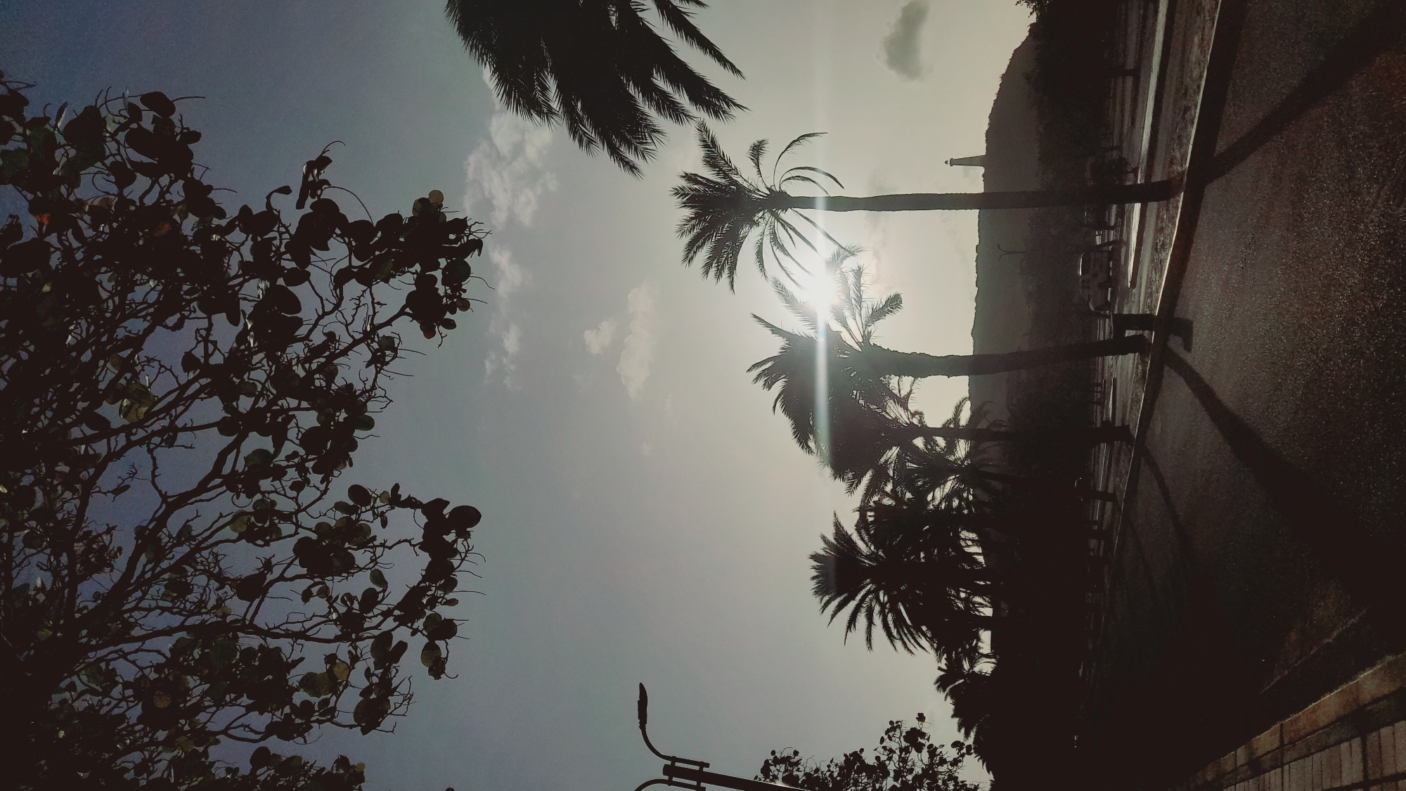 This captivating image, taken in Pedro González, Venezuela, presents a dynamic outdoor landscape captured in strong silhouette against a bright sky. The scene is devoid of people, focusing on natural and urban elements.
The sky, occupying a large portion of the frame, is a blend of pale blue and hazy white, with scattered, soft clouds. The sun, partially obscured by palm fronds in the middle of the image, creates a brilliant burst of light and prominent lens flare, indicating either early morning or late afternoon. This strong backlighting casts most foreground elements into deep shadow.
On the left side, a large, dense tree with numerous branches and rounded leaves is heavily silhouetted, filling a significant portion of the composition. In the lower-left corner, a street lamp is also visible in silhouette.
The central and right portions of the image feature several tall palm trees, their fronds sharply outlined against the luminous sky. Their long, dark shadows stretch across a dark, wet-looking asphalt road or pathway that runs diagonally from the mid-right towards the background. Along the right edge, a gentle hillside or mountain, covered in dense vegetation, recedes into the distance. A tall, slender structure resembling a lighthouse or monument stands out faintly on this distant hill, providing a notable coastal cue.
The overall impression is one of serene natural beauty, with the dramatic lighting emphasizing the shapes and forms of the trees and landscape. The wet appearance of the road might suggest recent rainfall. There is no visible text in the image.