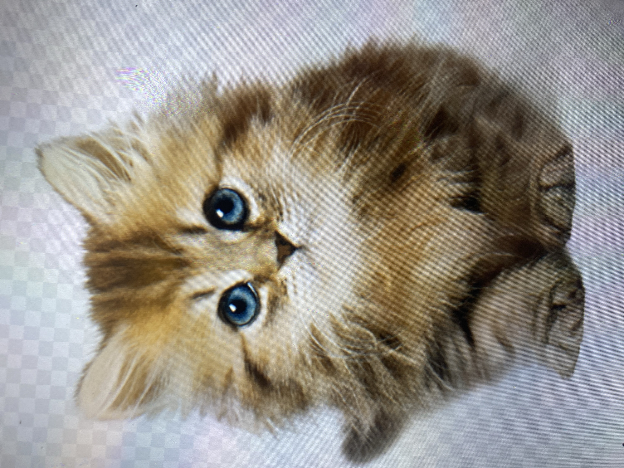 This is a close-up, centered, full-body studio portrait of a fluffy, long-haired kitten. The kitten has striking bright blue eyes and tabby markings in shades of brown and tan. Its fur is voluminous and appears soft. The kitten is sitting and facing directly towards the camera. The background is a very faint checkered pattern, suggesting it might be a digital image or a studio backdrop. There is no indication of a specific location within Ta', Indonesia, or any discernible environmental context beyond a studio setting.