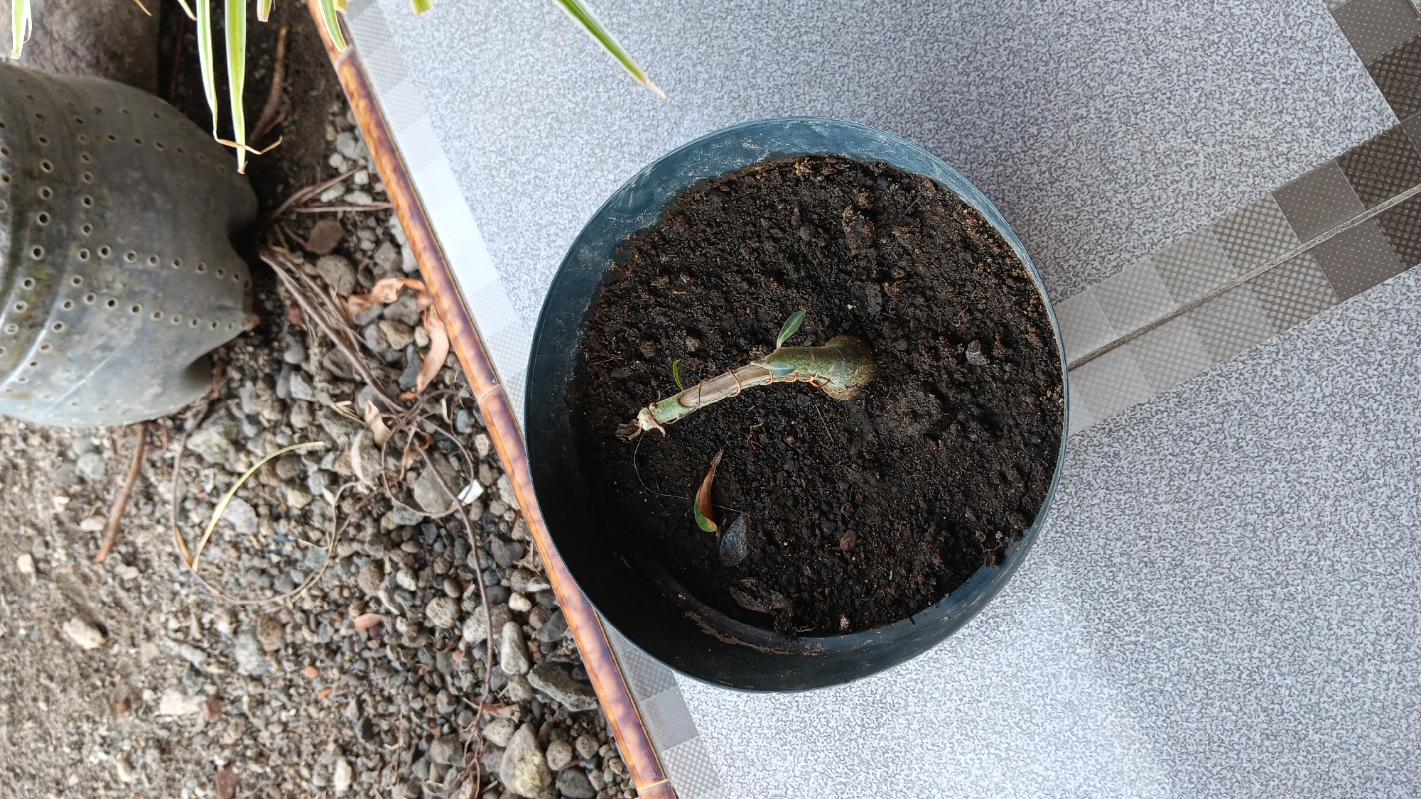 A potted plant with a thin, woody stem and a few small green leaves sits in dark soil within a black plastic pot. The pot is placed on a textured, grey and white tiled surface. In the background, scattered pebbles and a section of a large plastic bottle are visible. A thin bamboo-like pole runs horizontally across the image, above the potted plant. The scene appears to be outdoors, possibly in a courtyard or garden area.
