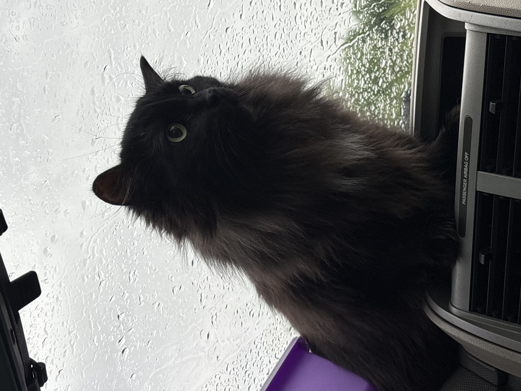 A long-haired black cat with green eyes sits on the dashboard of a car, looking out the rain-streaked windshield. The cat's fur is fluffy and its tail is partially visible. A purple object is on the left side of the dashboard. The car's interior, including an air vent and a "PASSENGER AIRBAG OFF" indicator, is visible in the foreground. The background shows a blurred view of trees and greenery through the wet glass. The location of this image is Konstantinovskaya, Russia.