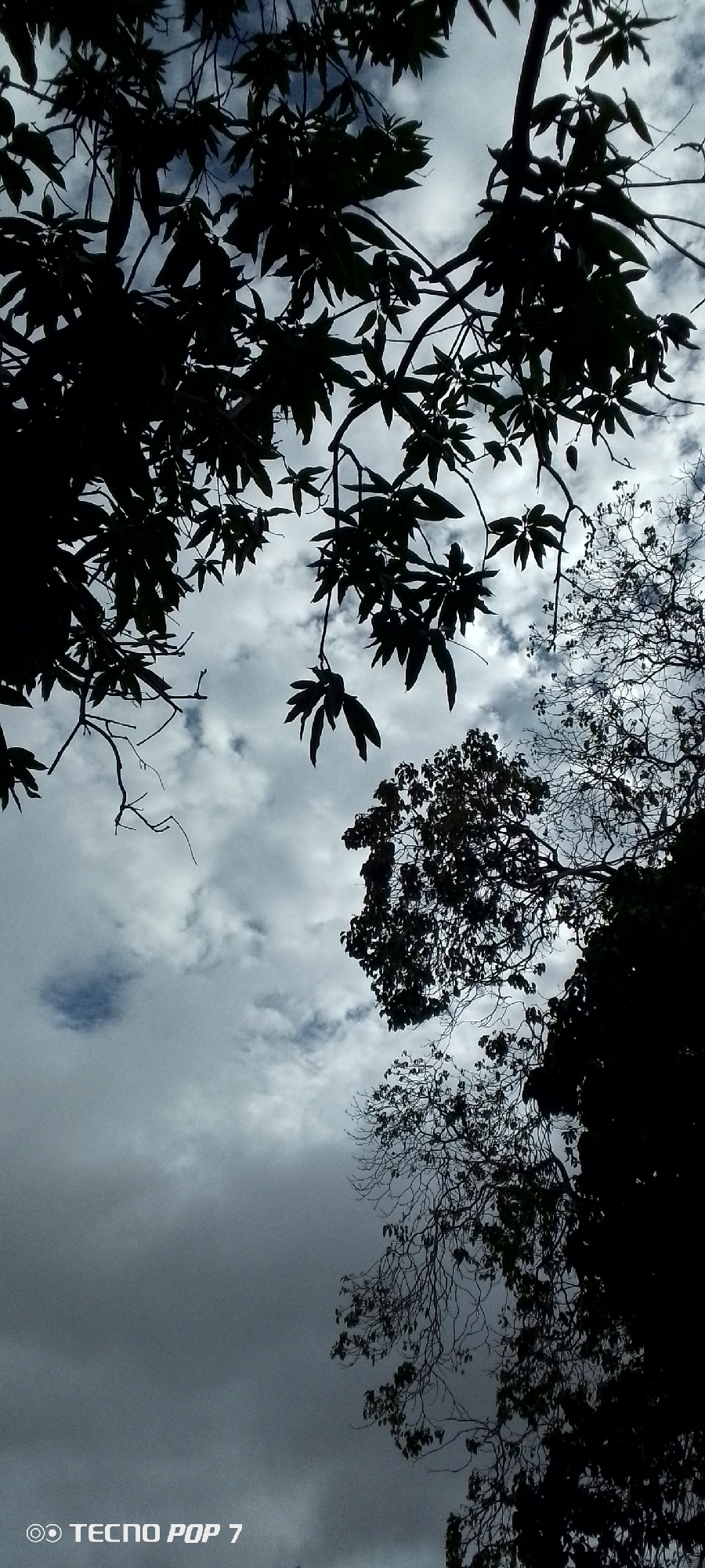 The image presents an upward-looking view of a cloudy sky framed by the dark silhouettes of tree branches and leaves. The top and left portions of the frame are dominated by dense foliage, with broad leaves forming intricate patterns against the lighter sky. These leaves are heavily shadowed, appearing almost black, while the branches that support them are also visible as dark, angular lines.
Towards the right and lower sections of the image, other trees or parts of the same trees exhibit a more sparse appearance, with numerous bare branches creating a delicate, twiggy network. Some areas still show clusters of leaves, but the overall impression here is less dense, revealing more of the sky through the gaps.
The sky itself is overcast, filled with a dynamic arrangement of white and various shades of grey clouds. There are patches of brighter light where the cloud cover is thinner, contrasting with darker, denser cloud formations. This diffuse lighting contributes to the strong silhouetting of the trees, making them stand out dramatically against the bright background.
No specific activity or event is taking place, rendering the scene as a static, natural landscape view. The light suggests it is daytime, although the heavy cloud cover prevents direct sunlight. The type of vegetation, particularly the leafy trees, aligns with a tropical or subtropical setting, consistent with the Altagracia, Venezuela location context.
In the bottom left corner, a watermark is visible, displaying the text "© TECNO POP 7".