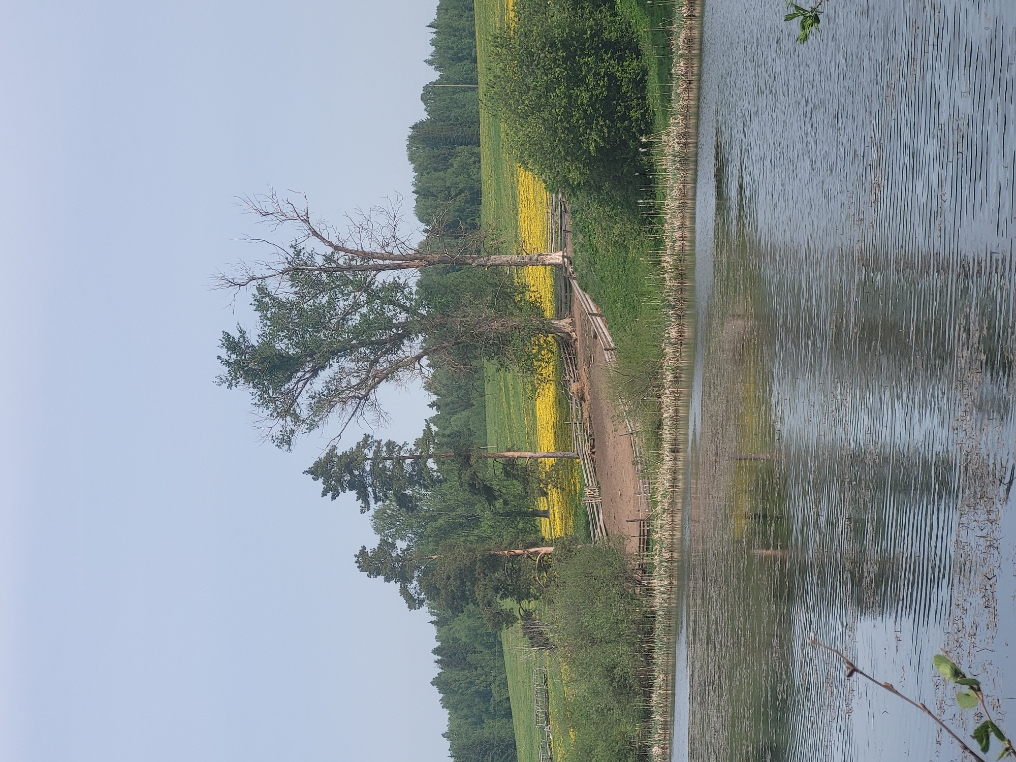 The image depicts a tranquil scene at a lake in Зипуново, Russia. The water is slightly rippled, reflecting the surrounding landscape. Along the shoreline, tall reeds grow. A wooden fence separates the water's edge from a field of vibrant yellow flowers. Several trees, including one that appears partially dead with bare branches, stand along the border between the field and the lake. Beyond the flower field is a dense forest. The sky is a pale blue.
