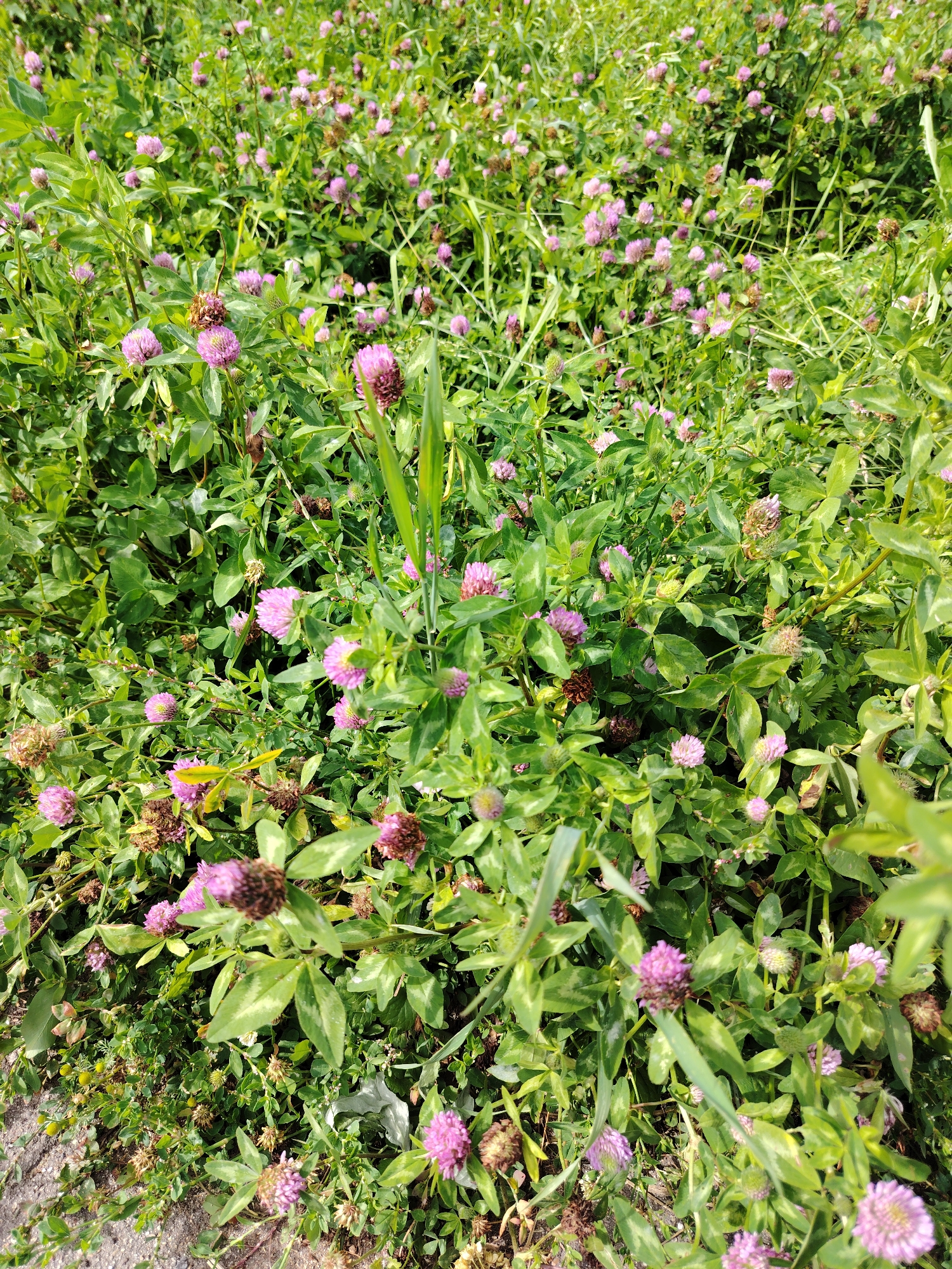 The image depicts a dense patch of red clover flowers and green foliage under bright daylight conditions. The scene is situated in Zelenograd, Russia, likely an outdoor public space with a naturalistic setting. The camera is positioned at a low angle, looking down into the flowering plants, creating a sense of immersion.
The red clover flowers, characterized by their rounded, pink to purplish heads, are scattered throughout the frame, with some in full bloom and others in various stages of development. The foliage is lush and green, with broad, three-lobed leaves, typical of clover. Interspersed among the flowers and leaves are dried seed heads and some taller, grass-like stalks.
The ground beneath the plants is partially visible in the lower left corner, showing a rough texture suggestive of a pathway or unpaved area, possibly containing small stones or gravel. The overall impression is that of a natural meadow or unmaintained grassy area within a park or green space in Zelenograd. No people or animals are present in the image. The lighting indicates a sunny day, with shadows subtly suggesting the direction of the light source. The focus is sharp on the foreground elements, with a slight blur towards the background, adding depth to the composition.