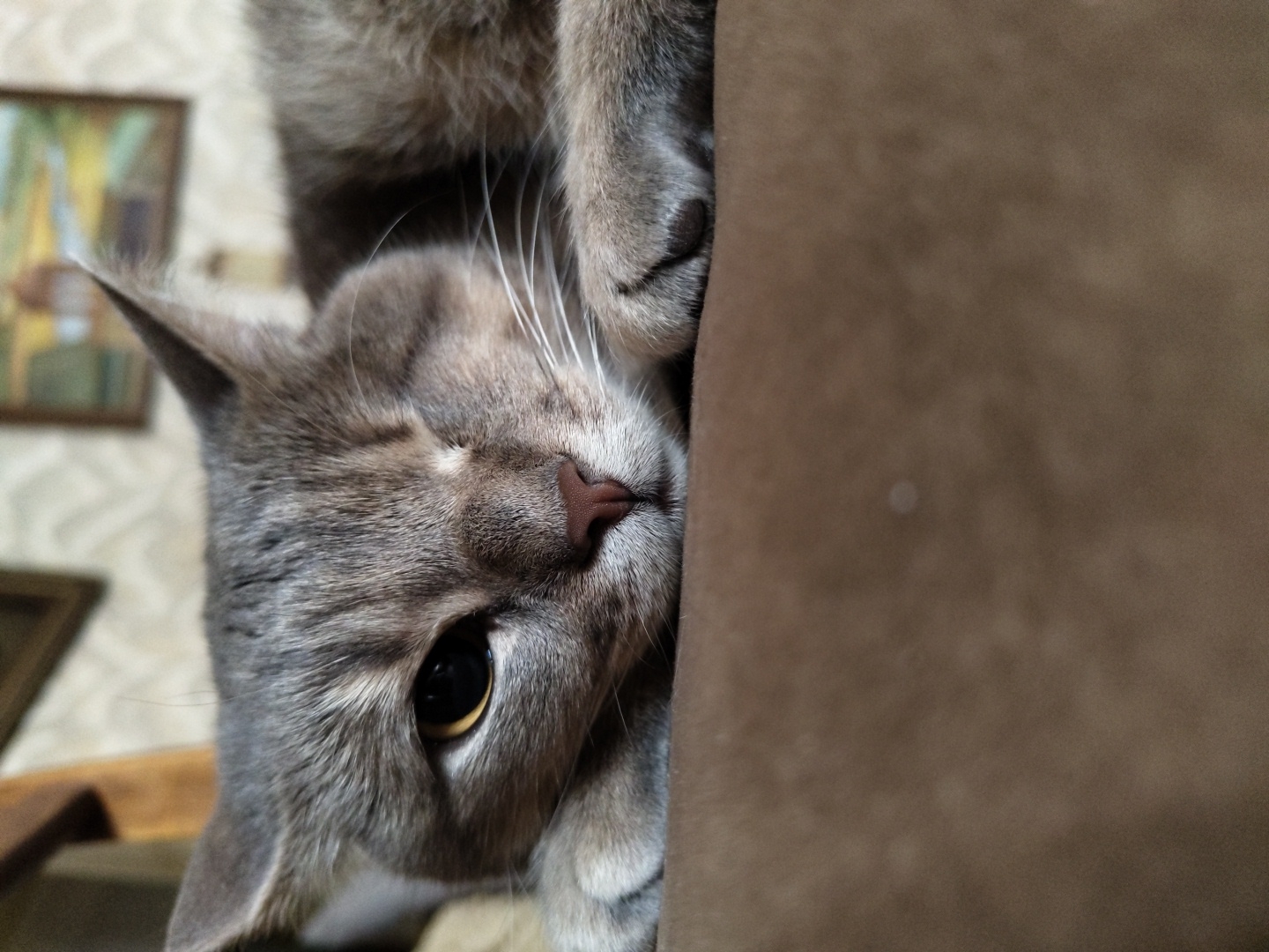 A close-up, portrait-oriented photograph shows a gray tabby cat with white whiskers. The cat is positioned vertically, with its head angled downwards and to the left, looking directly at the camera. One eye is clearly visible, appearing dark with a hint of yellow or amber. Its nose is a reddish-brown, and its ears are pointed. The cat's fur is short and appears soft.
The cat is partially obscured by a large, textured, brown object that occupies the right side of the frame, suggesting it may be furniture like a couch or chair. The background on the left is blurred, but hints of a patterned wallpaper and what appears to be framed artwork on a wall are discernible. The lighting is soft, and the overall mood is calm and intimate, with the cat seemingly relaxed or curious. No specific time of day, weather conditions, or text are evident in the image. The setting appears to be indoors.