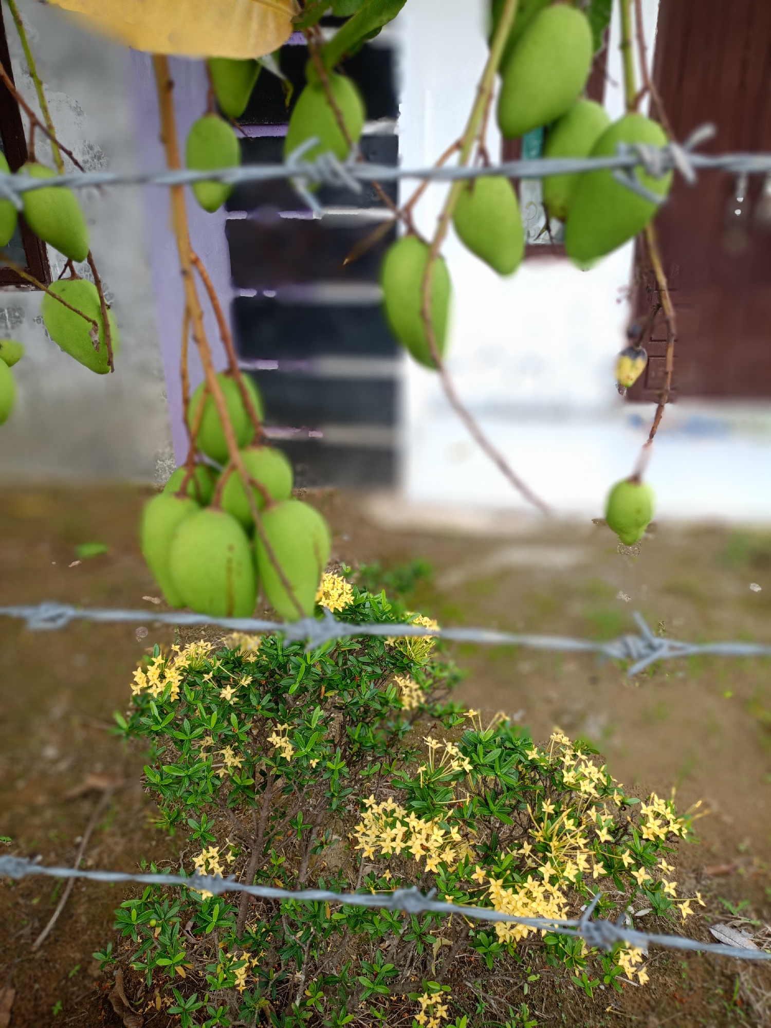 The image depicts a barbed wire fence in the foreground. Behind the fence, there's a small bush with yellow flowers. In the background, green mangos hang from branches. The backdrop includes a blurry building. The location is Buketteukuh, Indonesia. No people are visible in the scene.