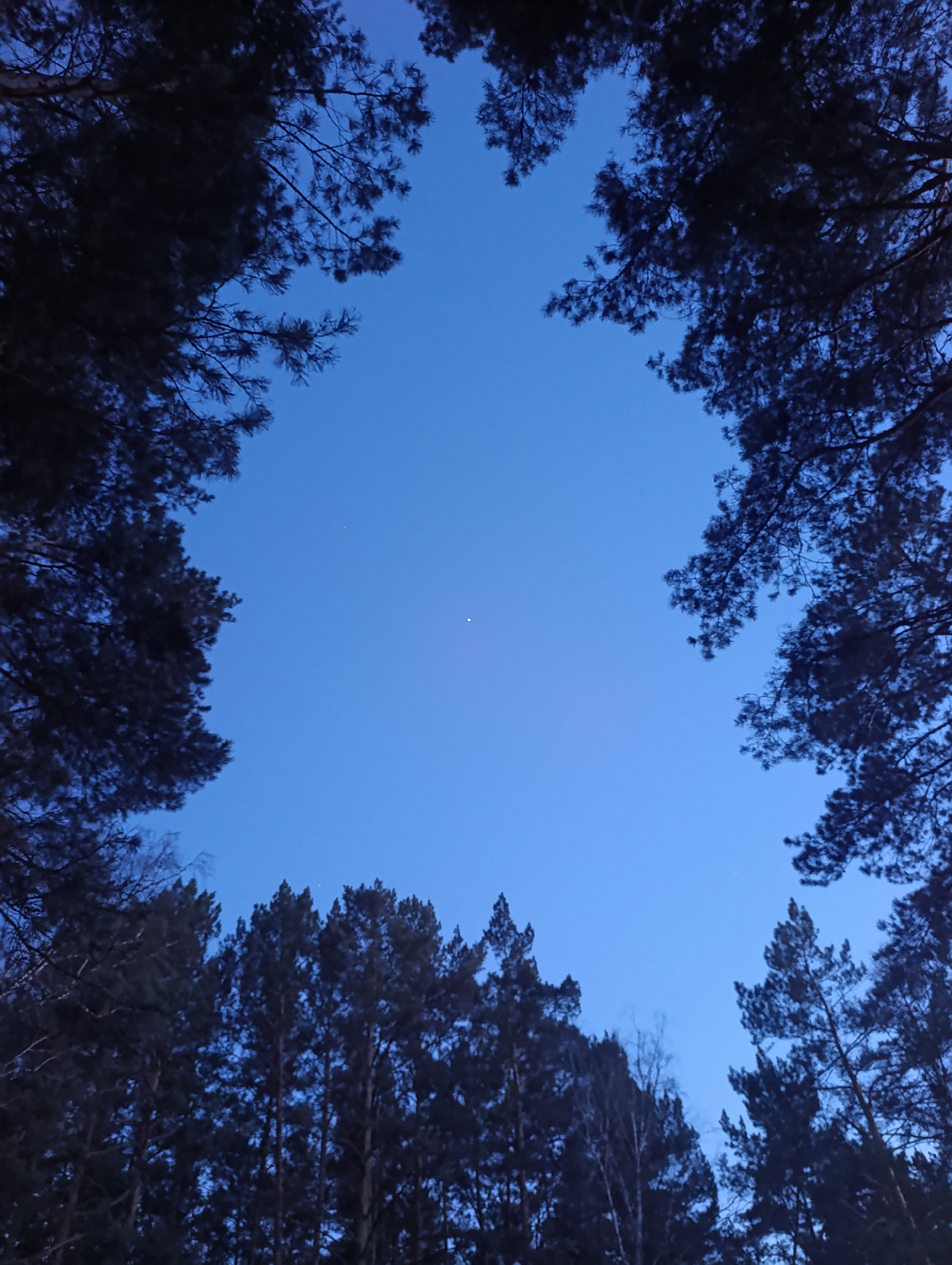 The image shows a view of the night sky framed by silhouetted trees, likely taken from a low angle. The sky is a deep blue, suggesting dusk or early evening. A single bright star is visible in the center of the frame. The trees surrounding the sky appear to be a mix of evergreens and deciduous trees. There are no visible people, actions or interactions. Given the user's request to include the city of Krasnoyarsk, Russia, it is assumed that the image was taken there. The type of tree and general appearance are consistent with forests found in this region.