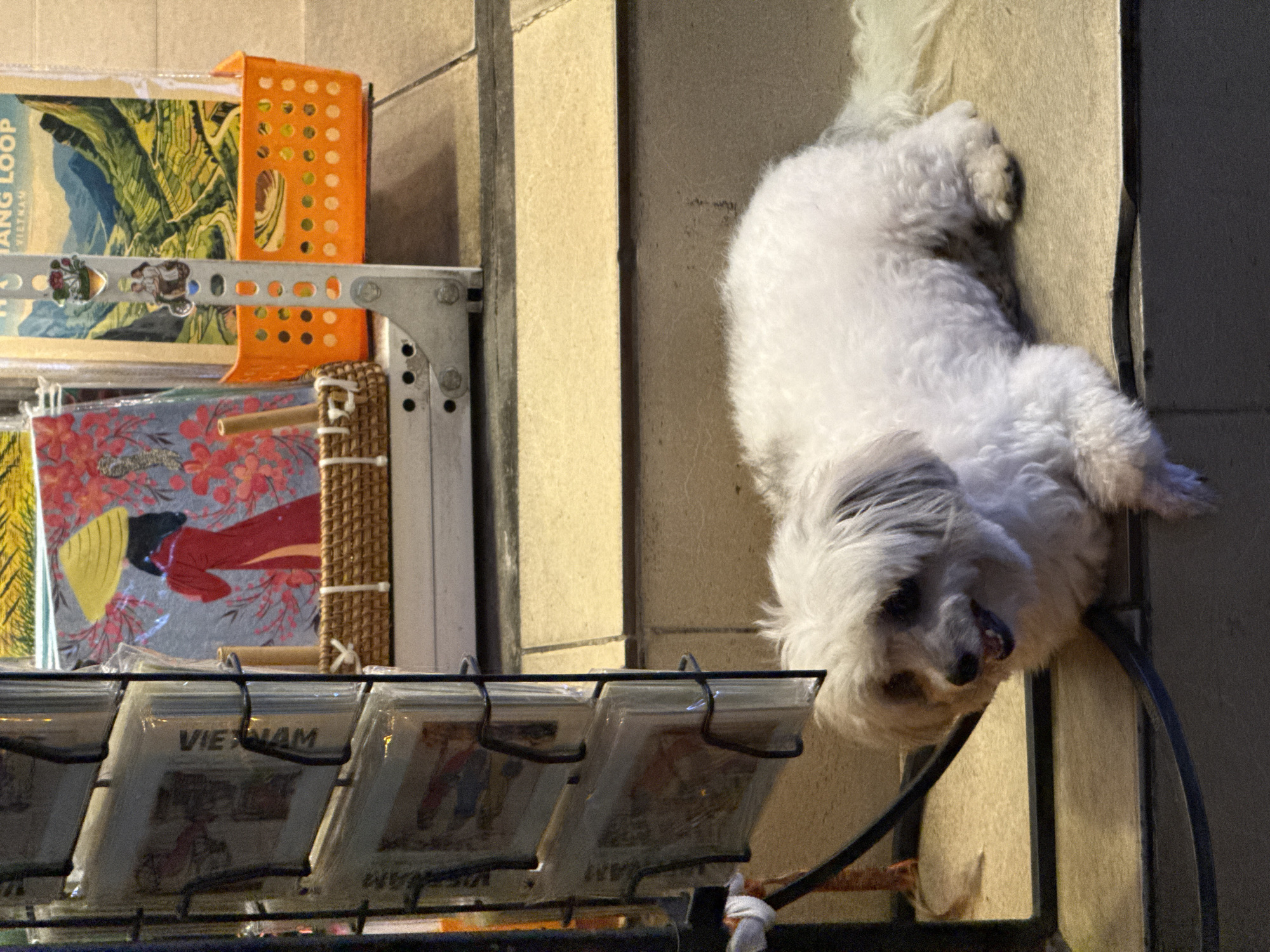 A shaggy white dog with gray markings on its head is lying on a step in front of a display of postcards. The dog is facing left, with its mouth slightly open. The postcards are displayed on a metal rack. One postcard depicts a woman in a conical hat and a red dress with a floral design. Another postcard shows a landscape of terraced rice fields and mountains. An orange plastic basket sits next to the postcards, holding more items. The display is likely located in a tourist area in Hà Nội, Vietnam, given the Vietnamese text on the postcards and the commonality of such souvenir stalls in the city. The lighting suggests it is daytime, possibly in the late afternoon or evening.