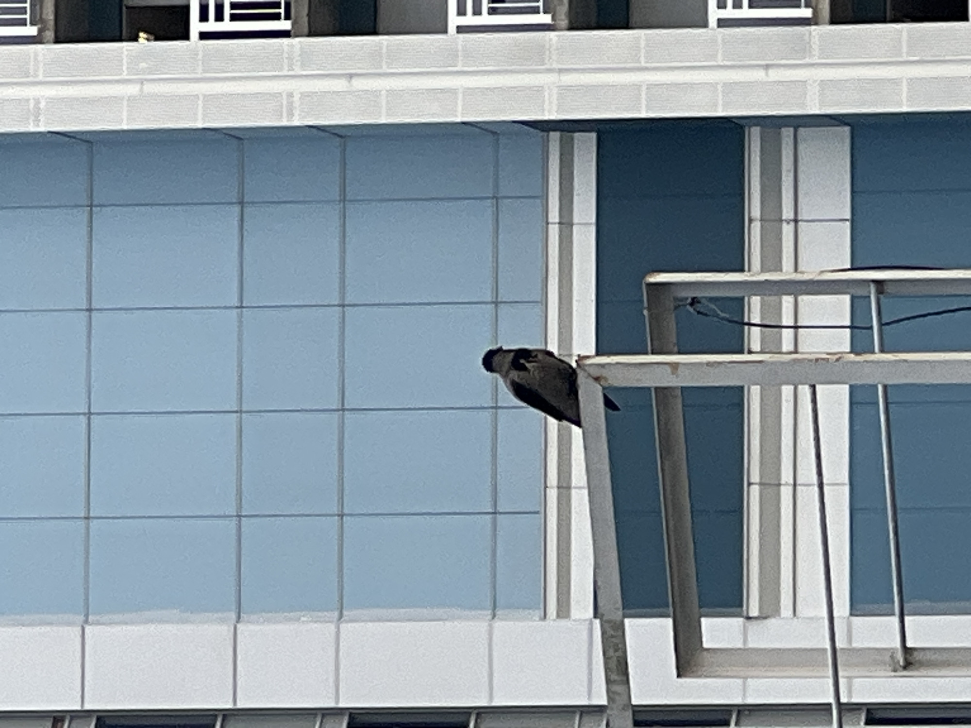 A crow is perched on a metallic railing in front of a modern building with blue glass windows in the city of Sinyavino, Russia. The building's facade is a mix of white and blue panels, with vertical white elements visible on the right side. The railing is made of grey metal and appears to be part of a balcony or platform. The sky is overcast, and the lighting suggests it is daytime.