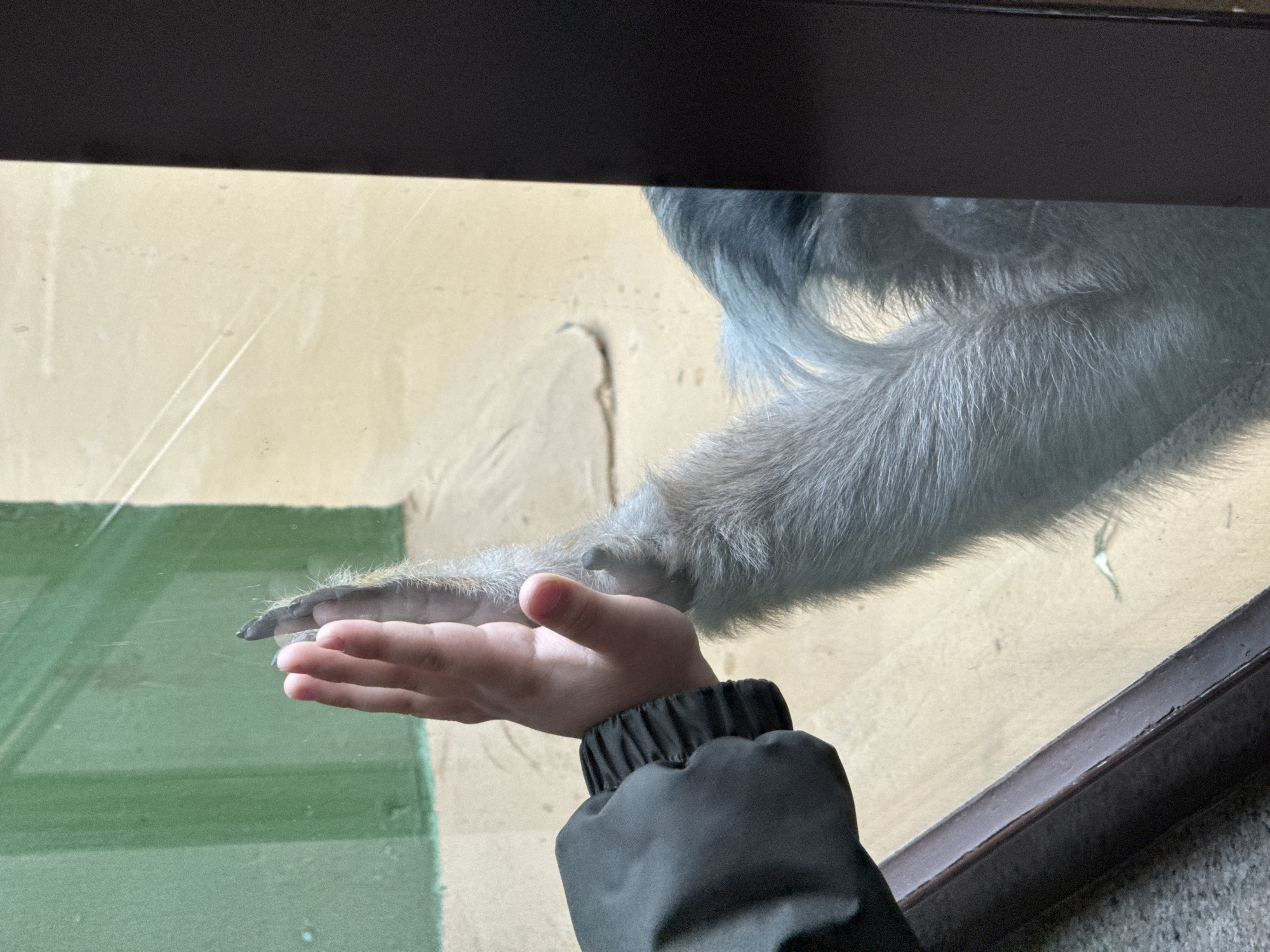 A child's hand reaches up towards a primate's limb, both separated by a glass barrier. The primate, possibly a monkey or ape, has grayish-blue fur on its arm. The background suggests a zoo exhibit with beige and green walls. The bottom of the image shows a person wearing a dark, puffy jacket with a ribbed cuff. The photo was taken indoors, likely at a zoo, possibly in Izhevsk, Russia.