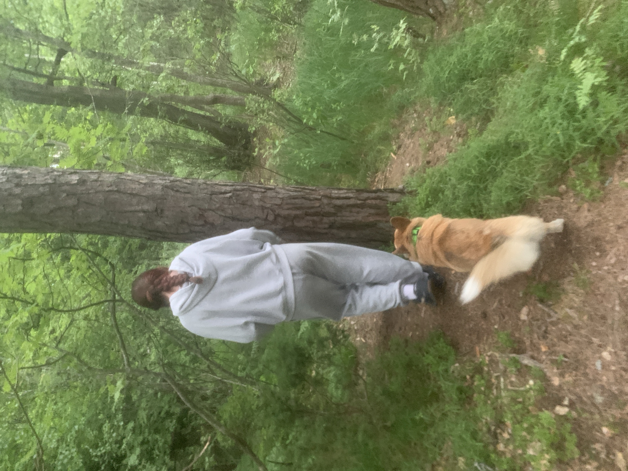 A single individual, viewed from the back, is walking on a narrow dirt path through a dense forest. The person has reddish-brown hair styled in a single braid down their back and is wearing a light grey hooded sweatshirt and matching light grey sweatpants with dark shoes and white socks. Accompanying the person is a medium-sized, light brown dog with a bushy white tail and a green collar, walking slightly ahead on the path.
The environment is a wooded area dominated by various shades of green foliage from numerous trees and undergrowth. A prominent, thick tree trunk with dark, textured bark stands to the right of the path, separating the subjects from deeper forest. The path itself is unpaved, reddish-brown earth, covered with scattered leaves and small debris. The lighting appears diffused, consistent with an overcast day or dense tree cover. The image provides no discernible information to confirm the location as Boitsovo, Russia.