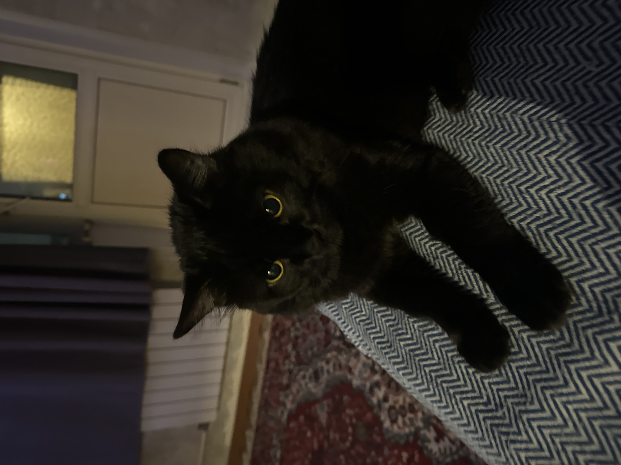 A black cat with yellow eyes is lying on a blue and white chevron patterned blanket. A rug with a red and black pattern is partially visible underneath the blanket. In the background is a white wall with a window. The location is not discernible from the image, but is claimed to be Krasnoyarsk, Russia.