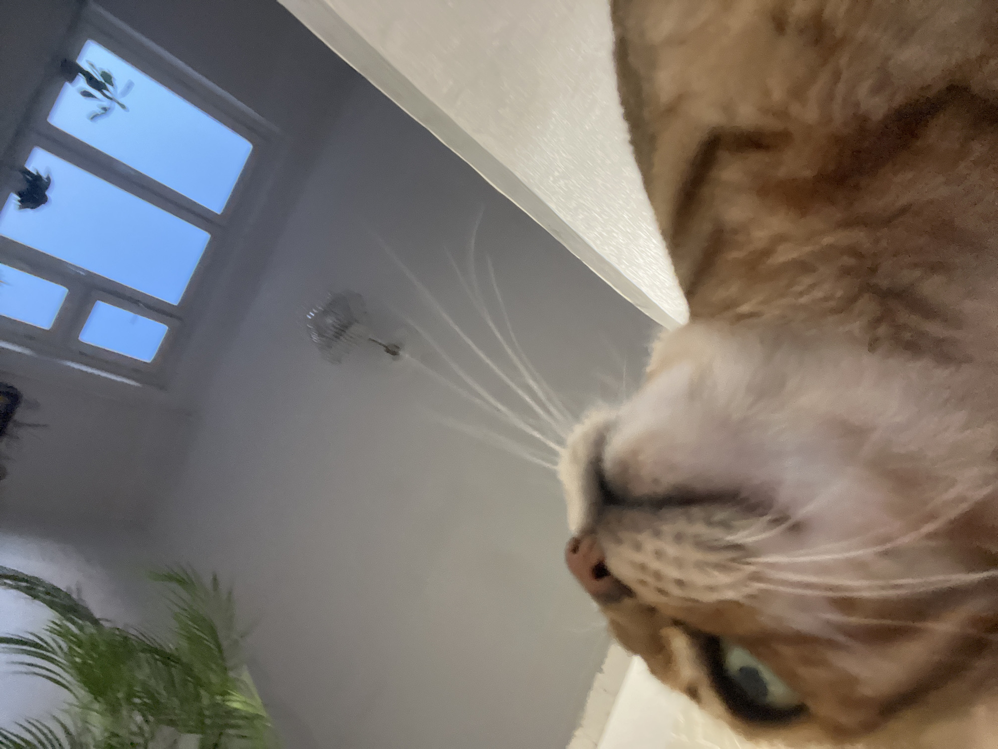 A domestic cat's face, displaying light brown fur with subtle tabby markings, occupies the upper frame of an indoor scene in Moscow, Russia. The cat's head is angled downwards, with its pink nose, prominent white whiskers, and left green eye in focus, looking towards the camera. The background consists of a light grey ceiling from which a multi-tiered crystal chandelier is suspended centrally. A white-framed, multi-pane window on the lower-left allows clear blue daylight to enter. Two potted green plants are visible: one small plant on the windowsill and a larger leafy plant partially cropped in the lower-right. A light-colored surface is positioned immediately below the cat's chin.