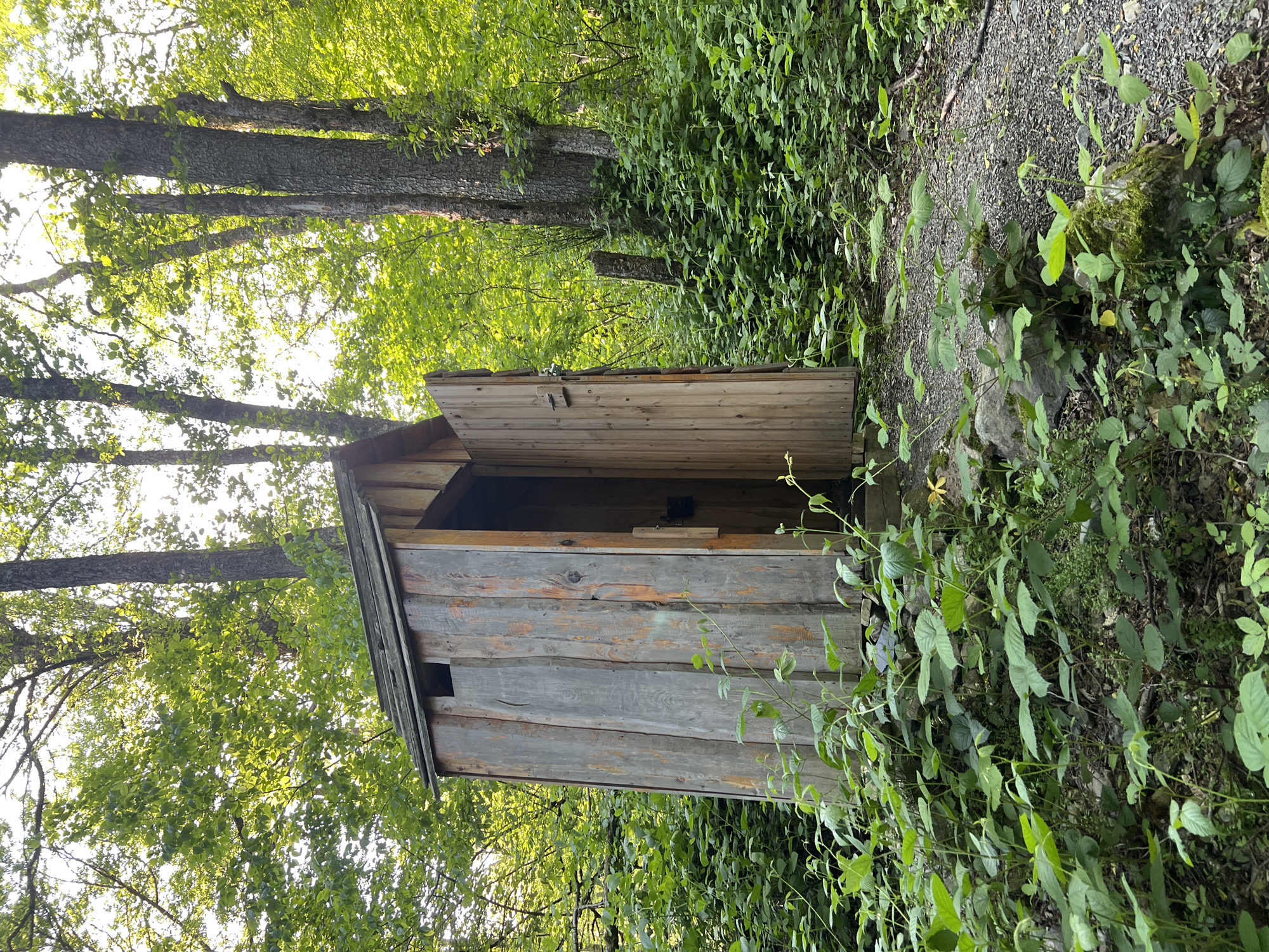 A weathered wooden outhouse stands in a dense, sunlit forest in Krasnaya Polyana, Russia. The structure is constructed from vertical wooden planks, some appearing bleached grey with age, others retaining a lighter brown hue. A simple wooden roof covers the top, and a small, dark rectangular opening is visible near the roofline on the left side. The outhouse door, made of similar wooden planks, is open towards the right, revealing the dark interior and a visible latch mechanism on its inner surface.
The outhouse is situated on uneven ground, surrounded by abundant, vibrant green undergrowth, consisting of numerous leafy plants and small shrubs that extend up to its base. A narrow gravel path curves away to the right of the structure, leading deeper into the forest. Large trees with thick, dark trunks and full, bright green canopies dominate the background, with bright sunlight filtering through the leaves, creating dappled lighting. The ground cover also includes scattered rocks and patches of dirt. No individuals or active interactions are present in the scene.