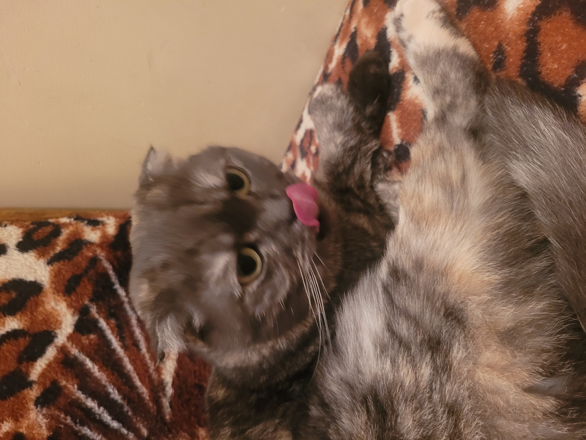 A gray Scottish Fold cat with yellow eyes is lying on its back on a surface covered with an animal print fabric. The cat is licking its nose with a pink tongue. The location of the image in Izhevsk, Russia, is unknown.